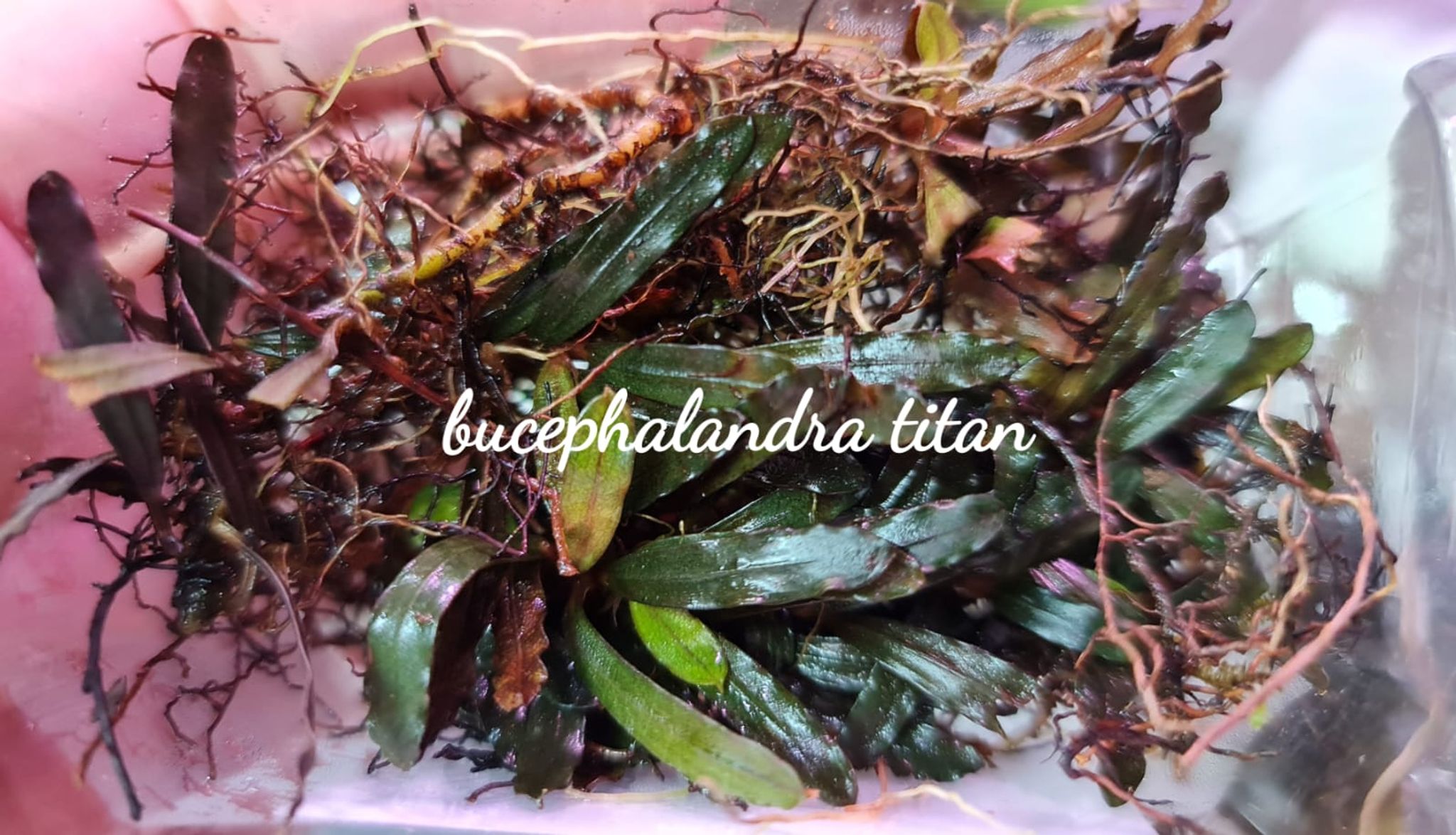 Bucephalandra Titan