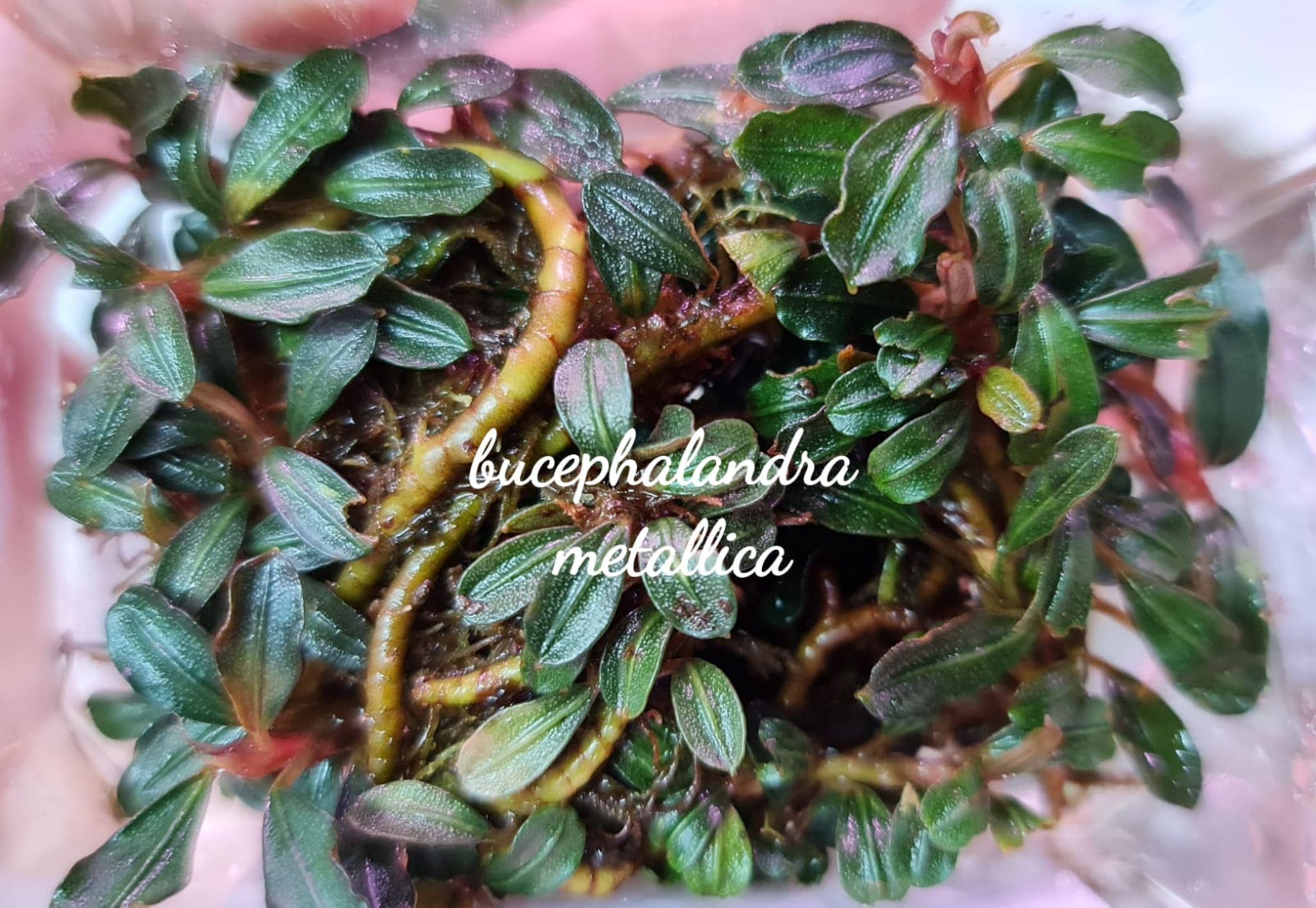 Bucephalandra Metallic