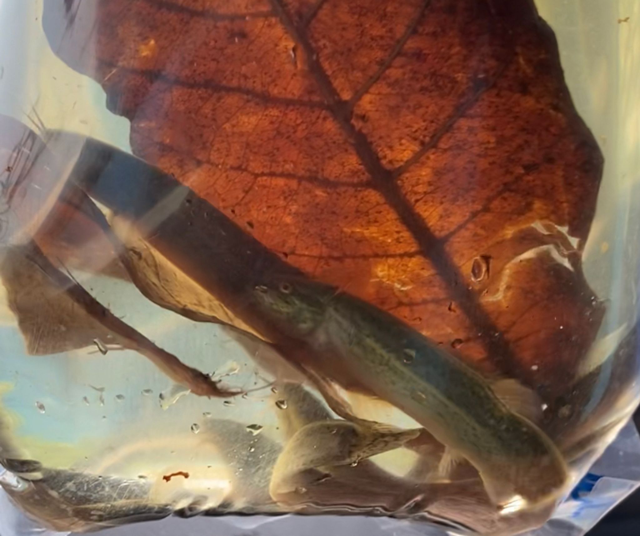 Weather loach (between 3-4 inch)