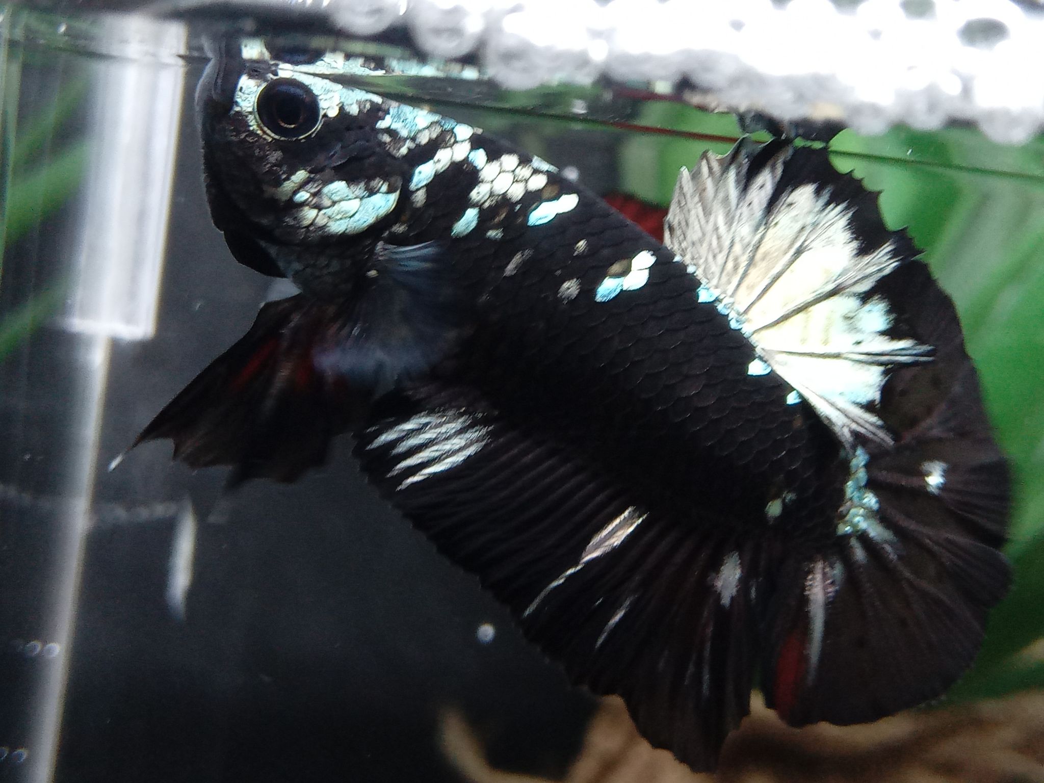 Plakat Avatar Copper Betta Fish