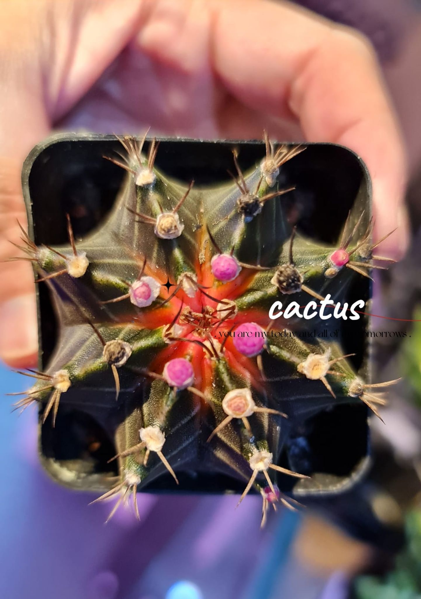 Cactus