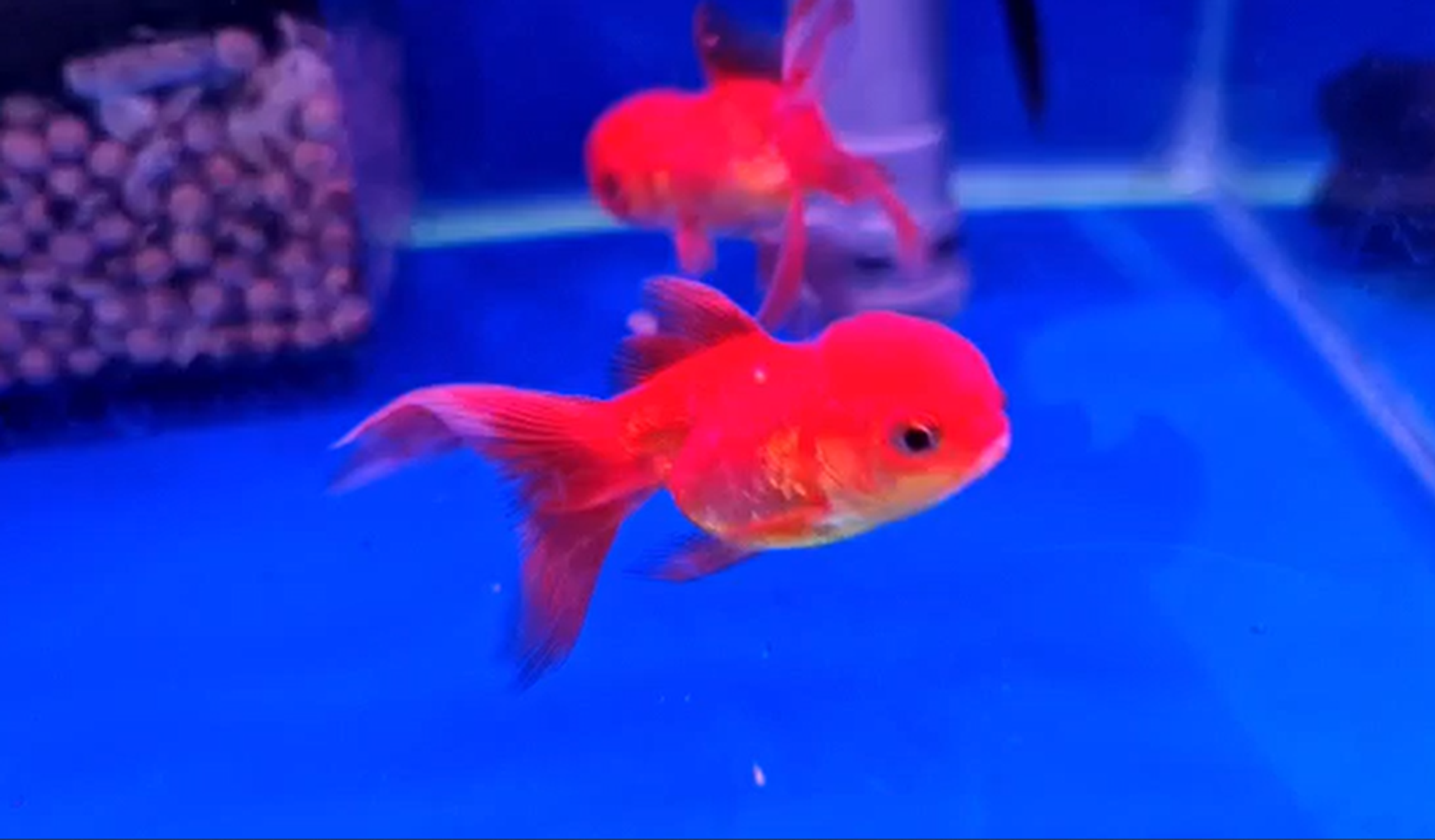 Red OrandaGoldfish