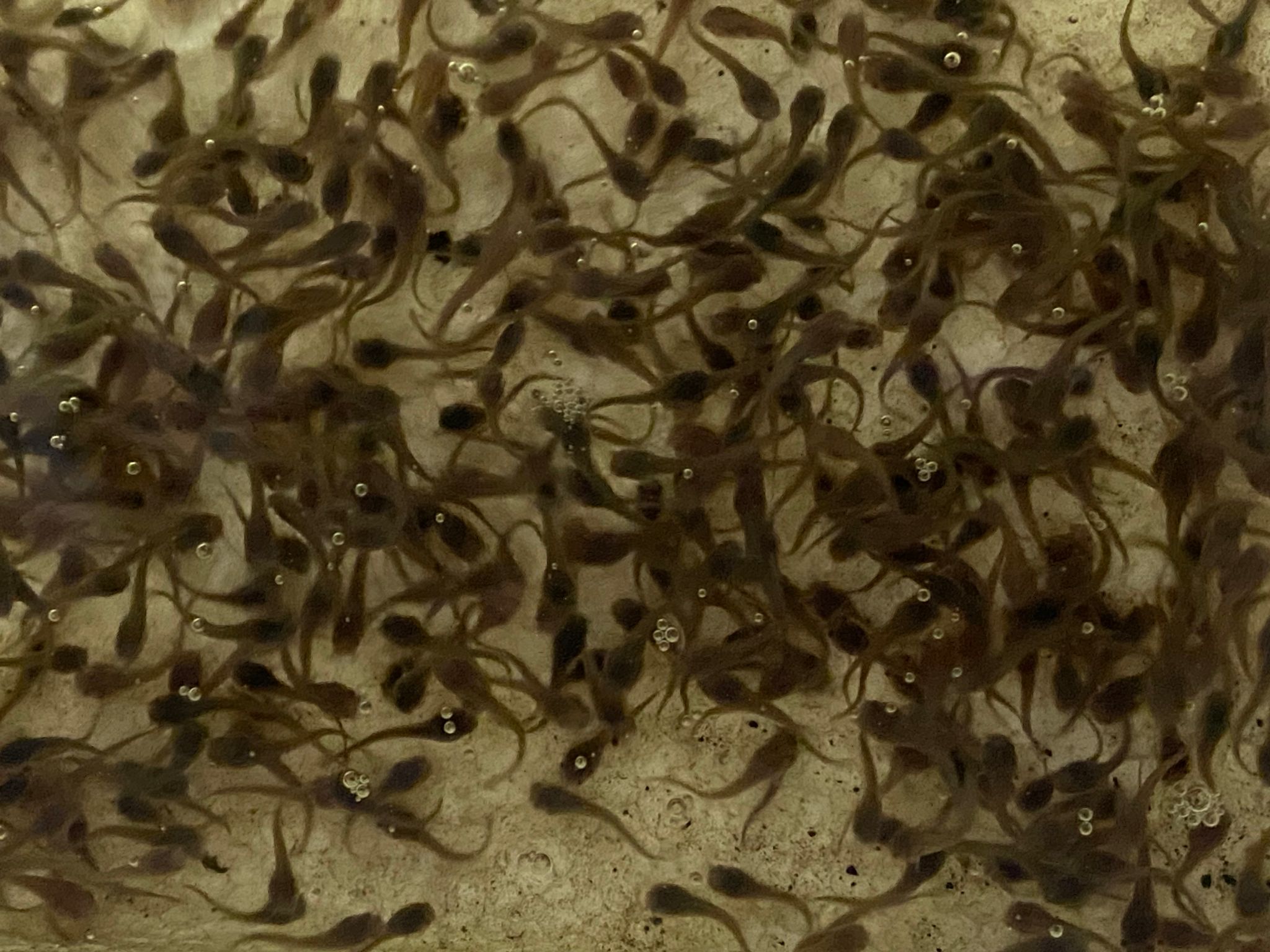 Catfish super tiny (+-1cm only) (torsat) feeder fish