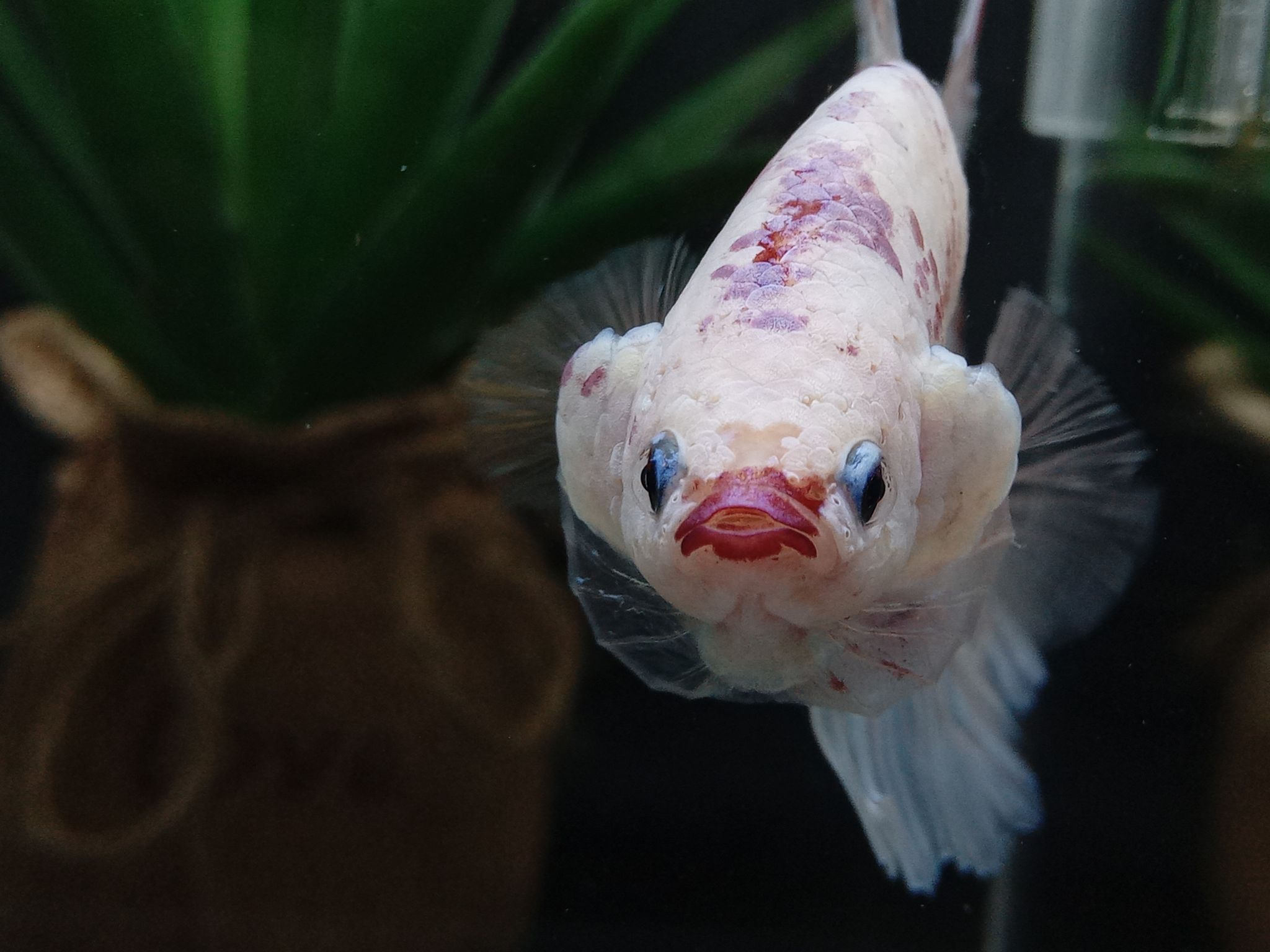 Giant Halfmoon Snow White Candy Purple Lips Monster Betta Fish BO5,2cm TL8cm