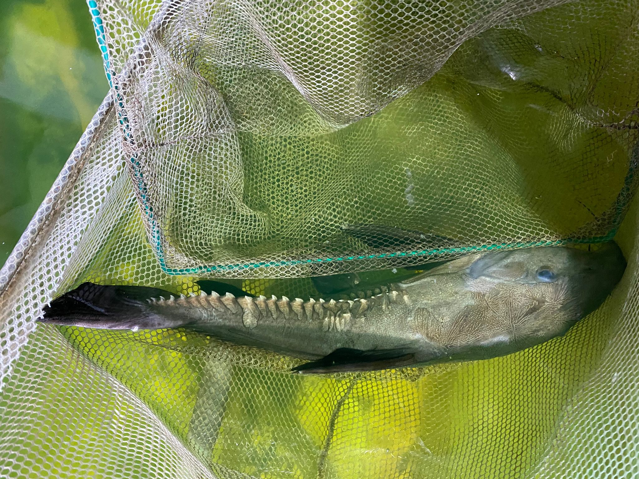 Niger catfish (between 14-15 inch)