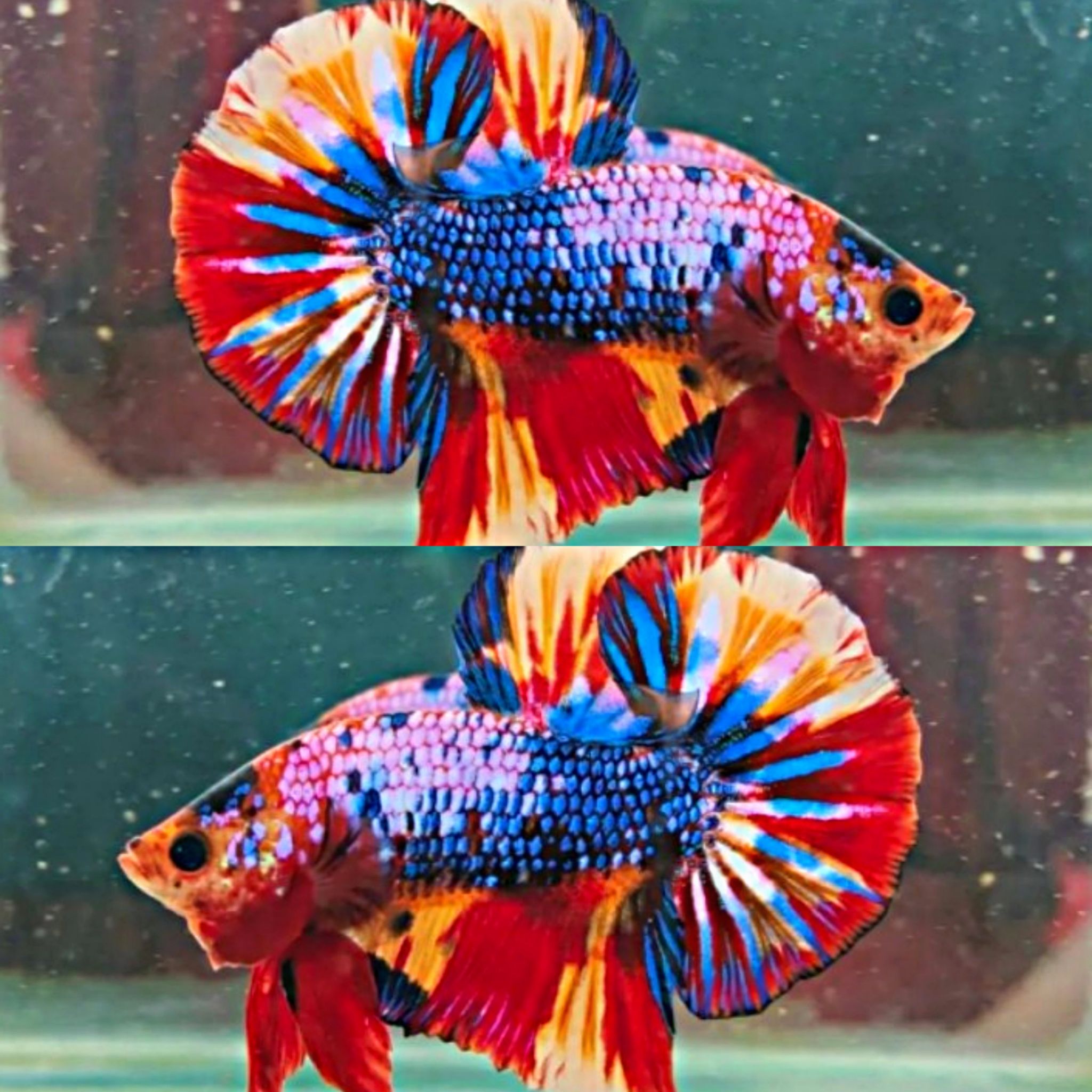 Over tail Nemo fire. 
