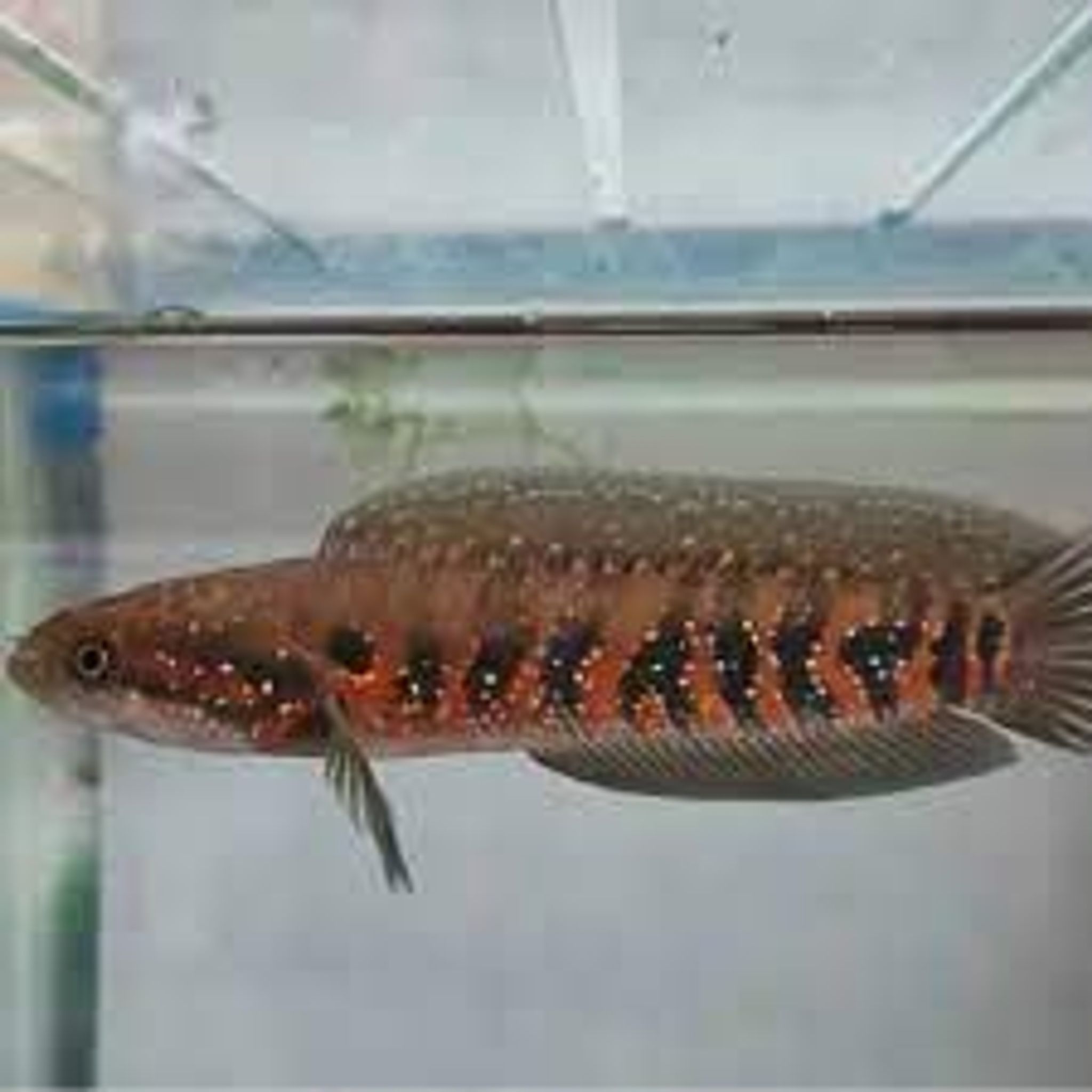 ASIATIKA RS PURE