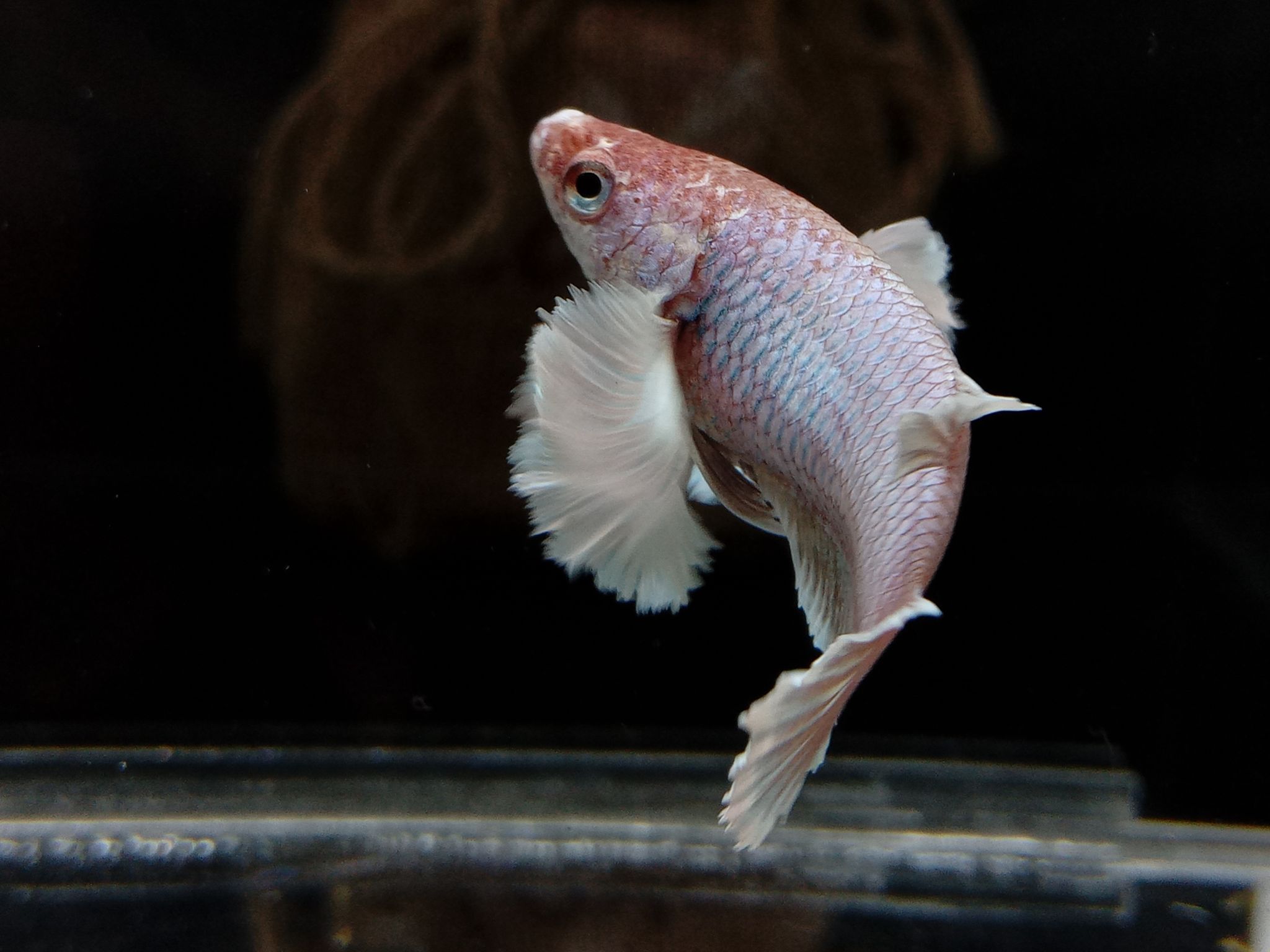 Female Dumbo Elephant Ear Pink Lavender Betta Fish