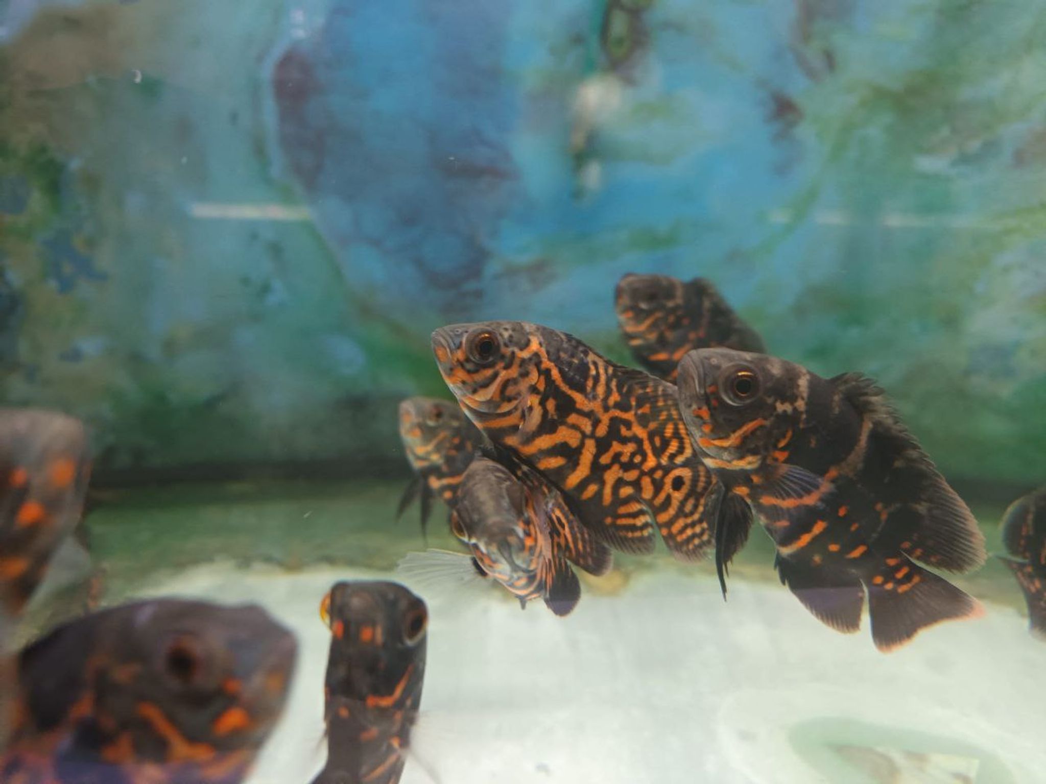 Oscar Fish Statistics Singapore: Popularity, Prices & Ownership Trends