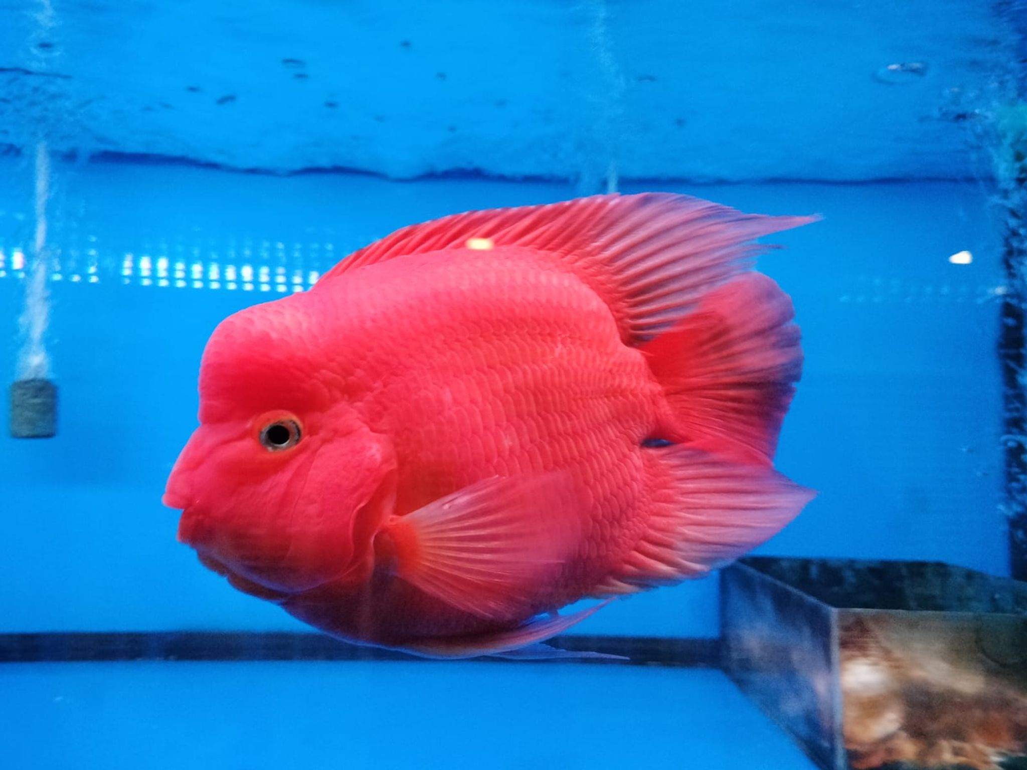 Red Mammoth Hybrid