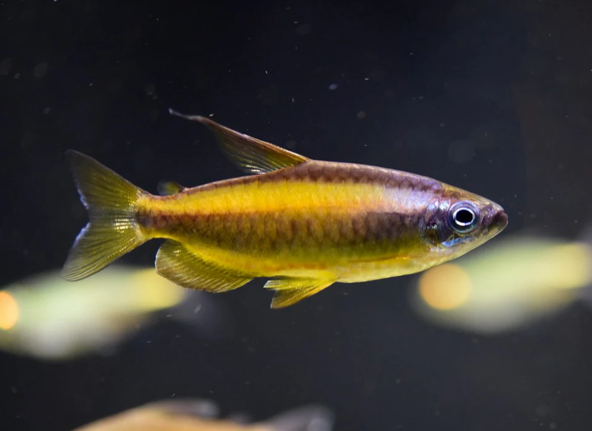 Phenacogrammus Aurantiacus