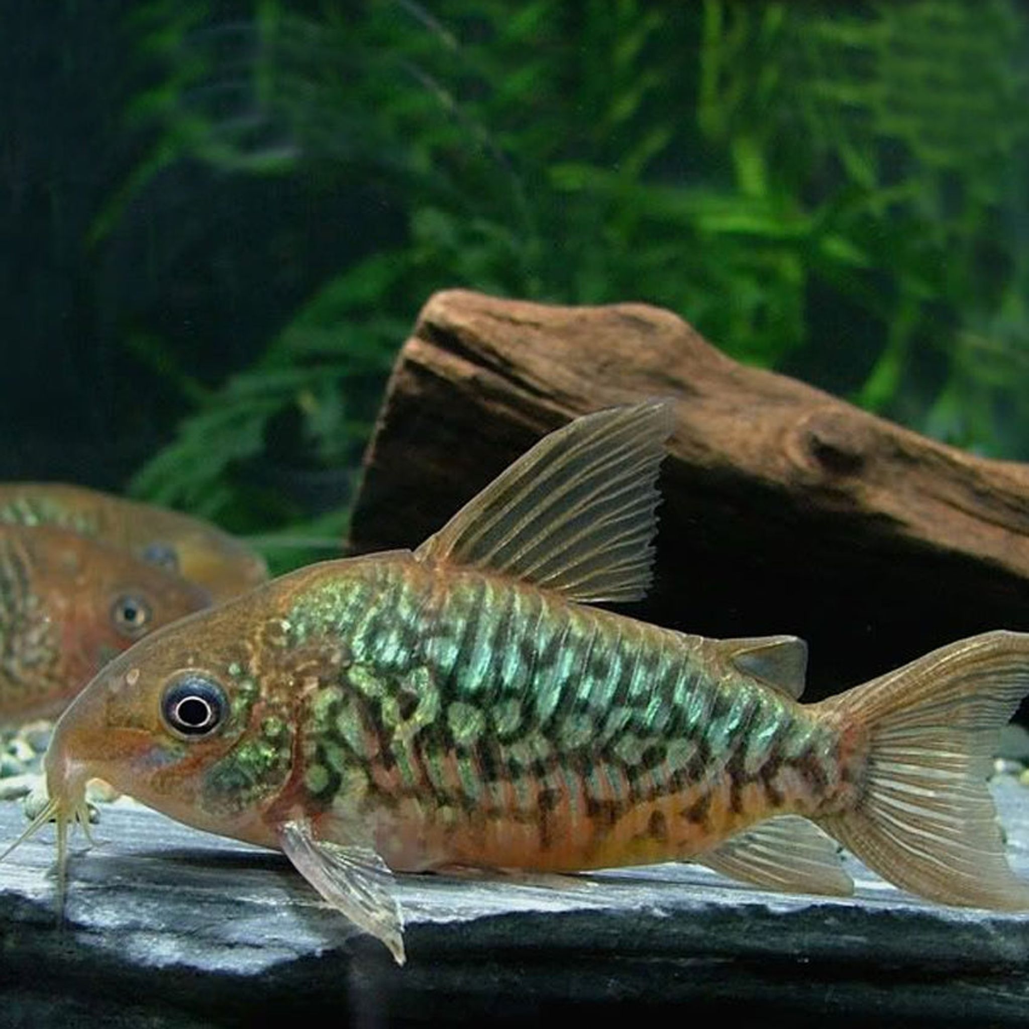 Corydoras Pantanalensis C005