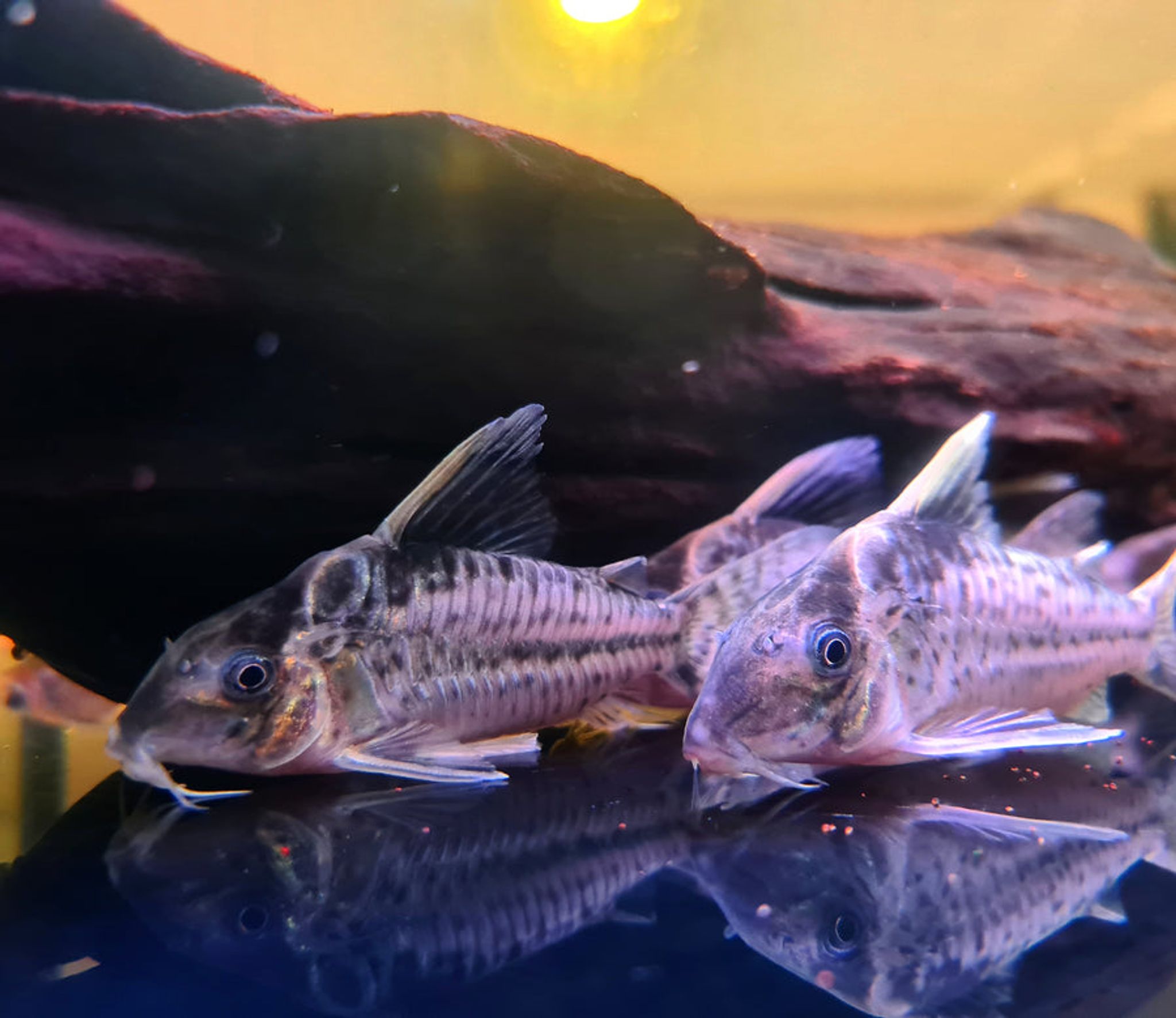 Corydoras Robustus