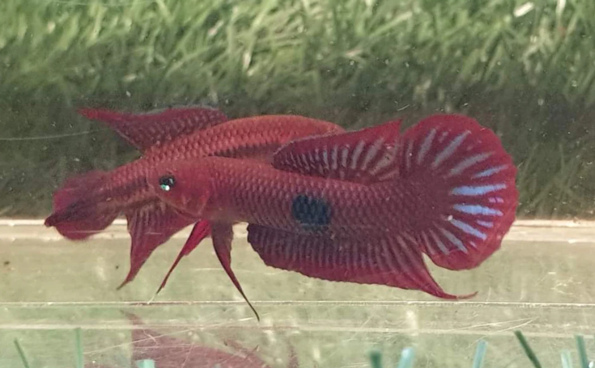 Betta Uberis