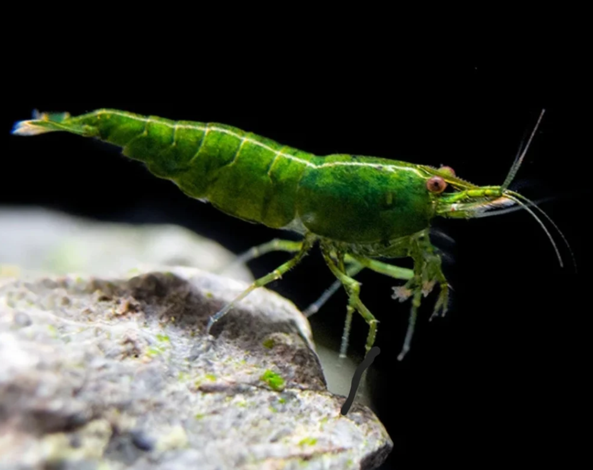 Neocaridina Davidi sp. Green Jade