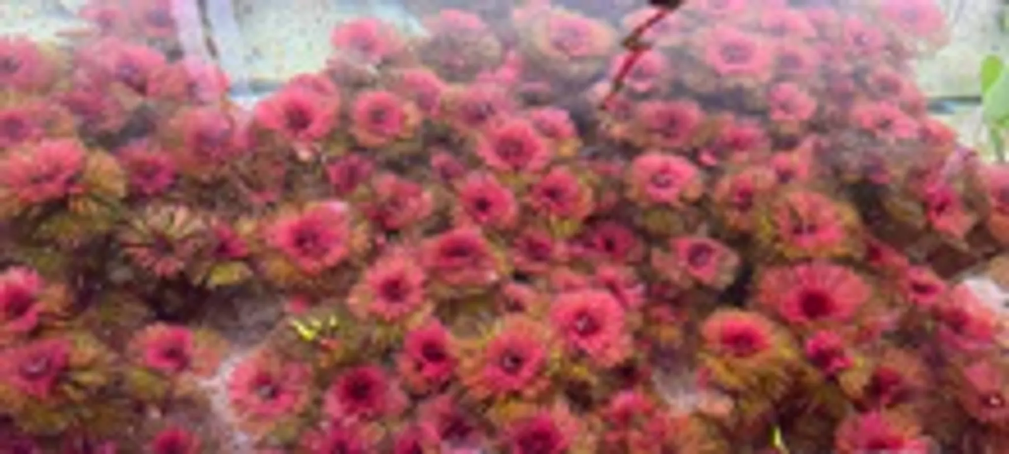 Cabomba Furcata