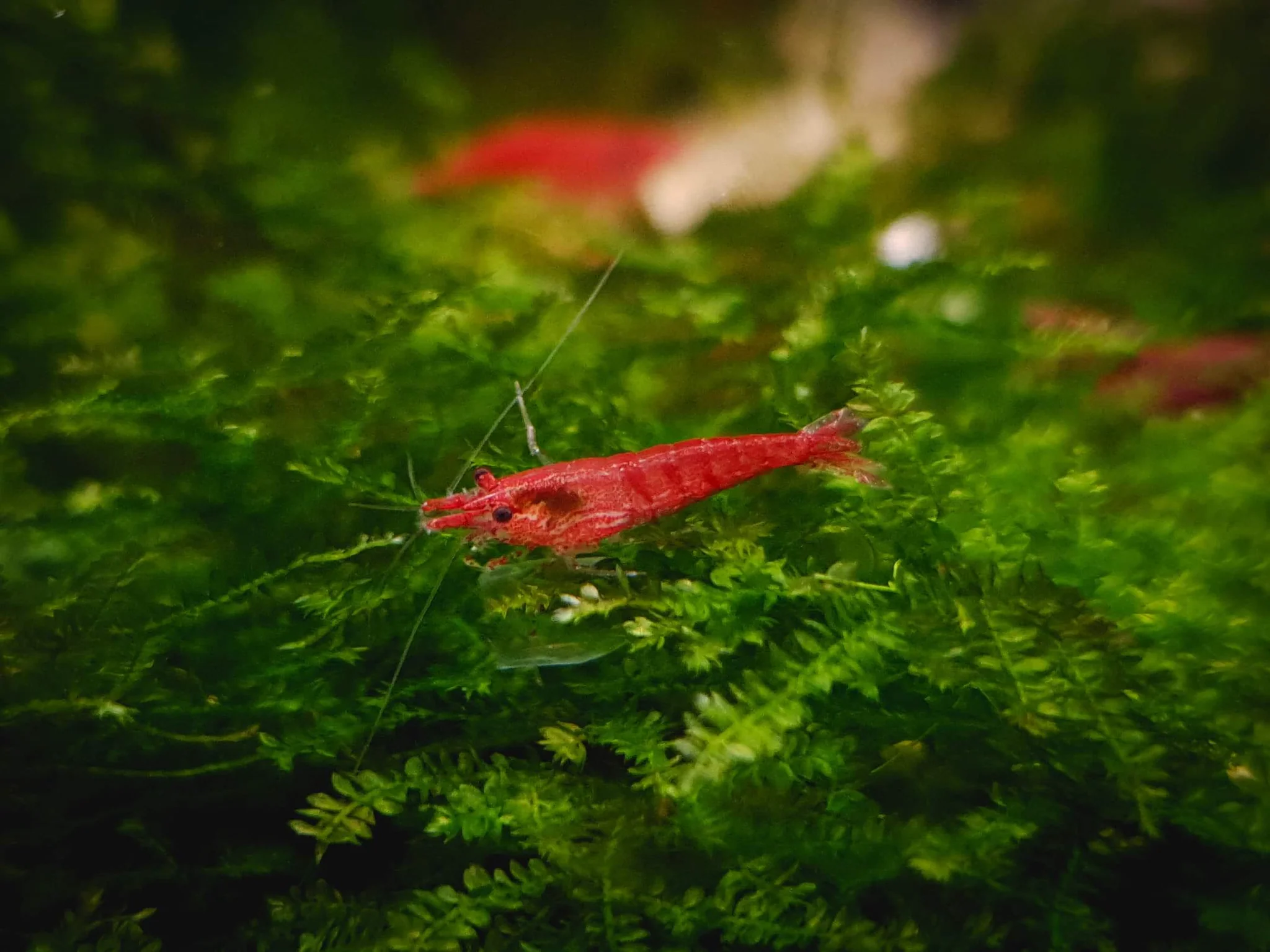 Cherry shrimp 1 - 1.5cm