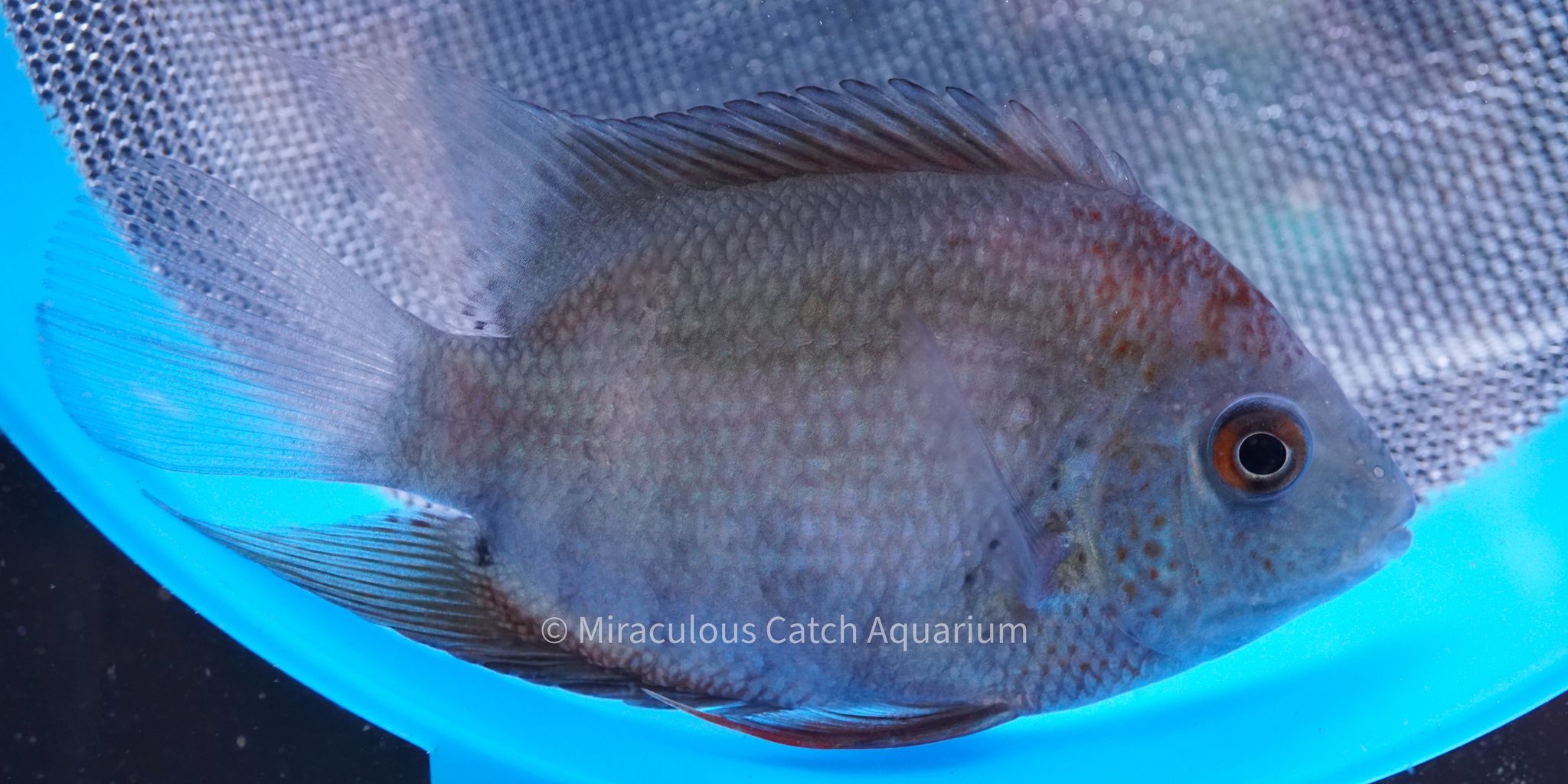 Orange Shoulder Severum Cichlid