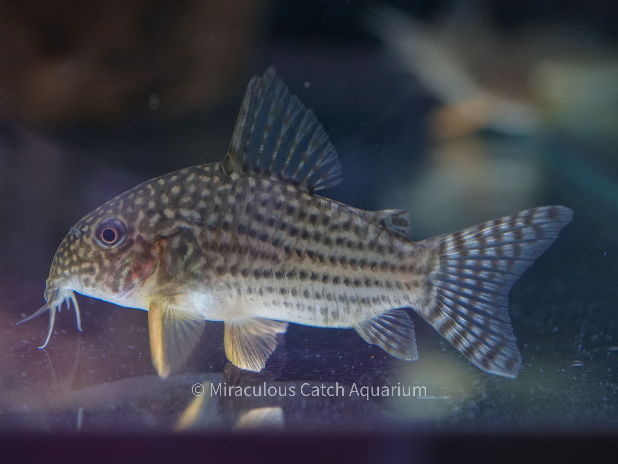 Sterbai Coryodras