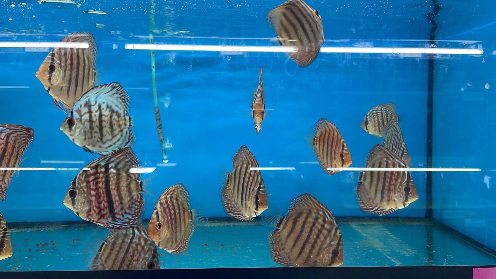 Discus (DD1260)