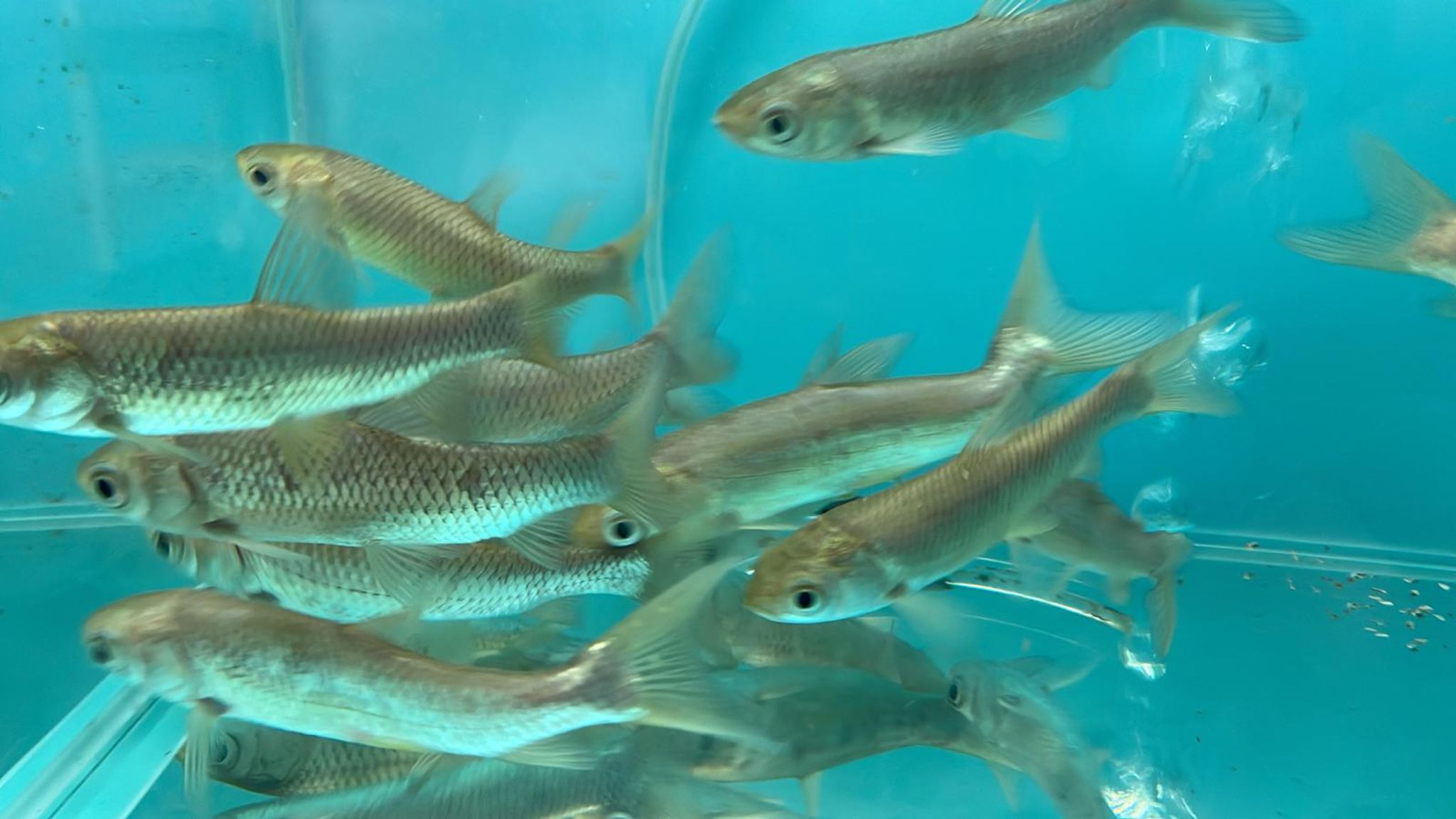 Grass Carp (GC0430)