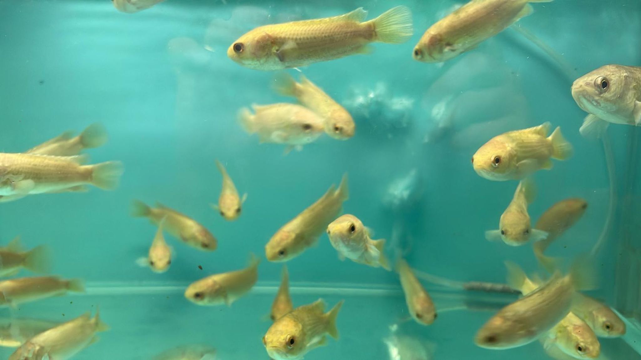 Climbing Perch (cc-3360)
