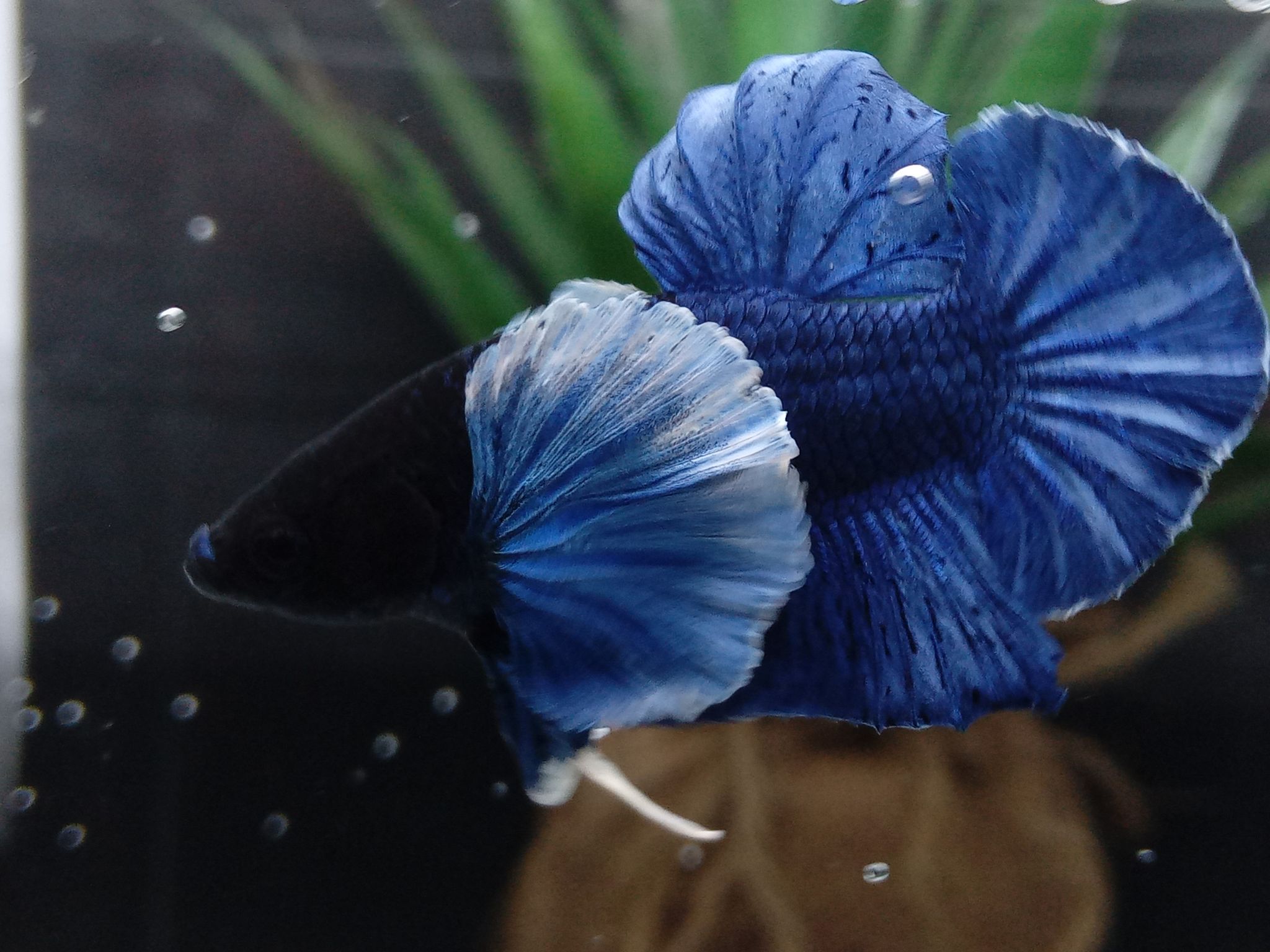 DUMBO ELEPHANT EAR BLUE BETTA FISH