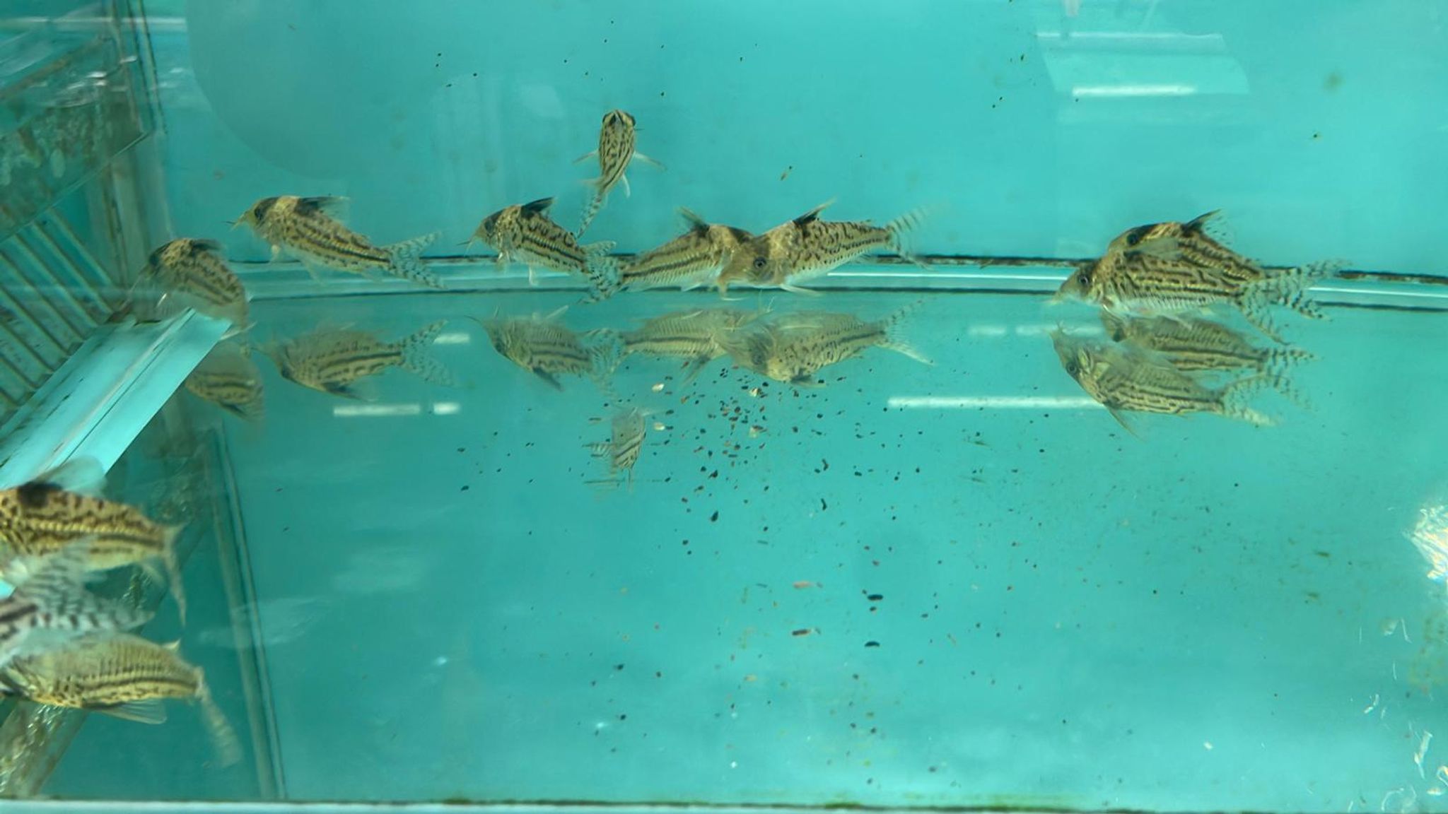 Corydoras Incolicana(SF0659)