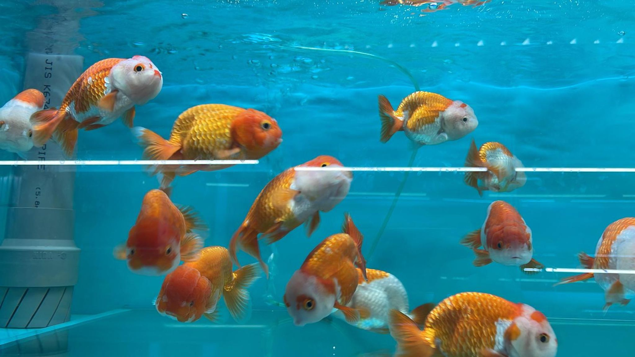 Red and White Ranchu(GG1726)