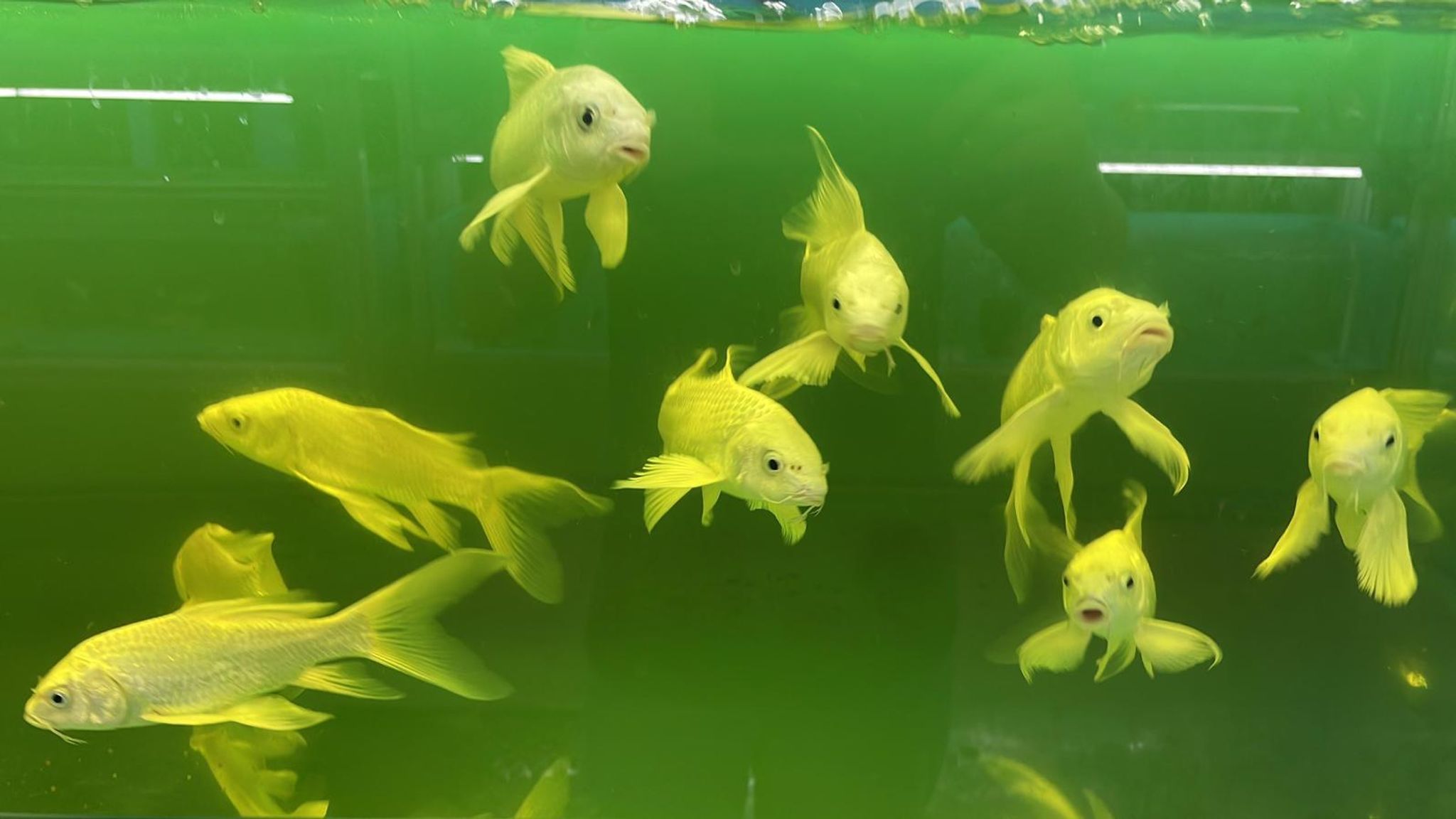 Long fin koi (GC0116)