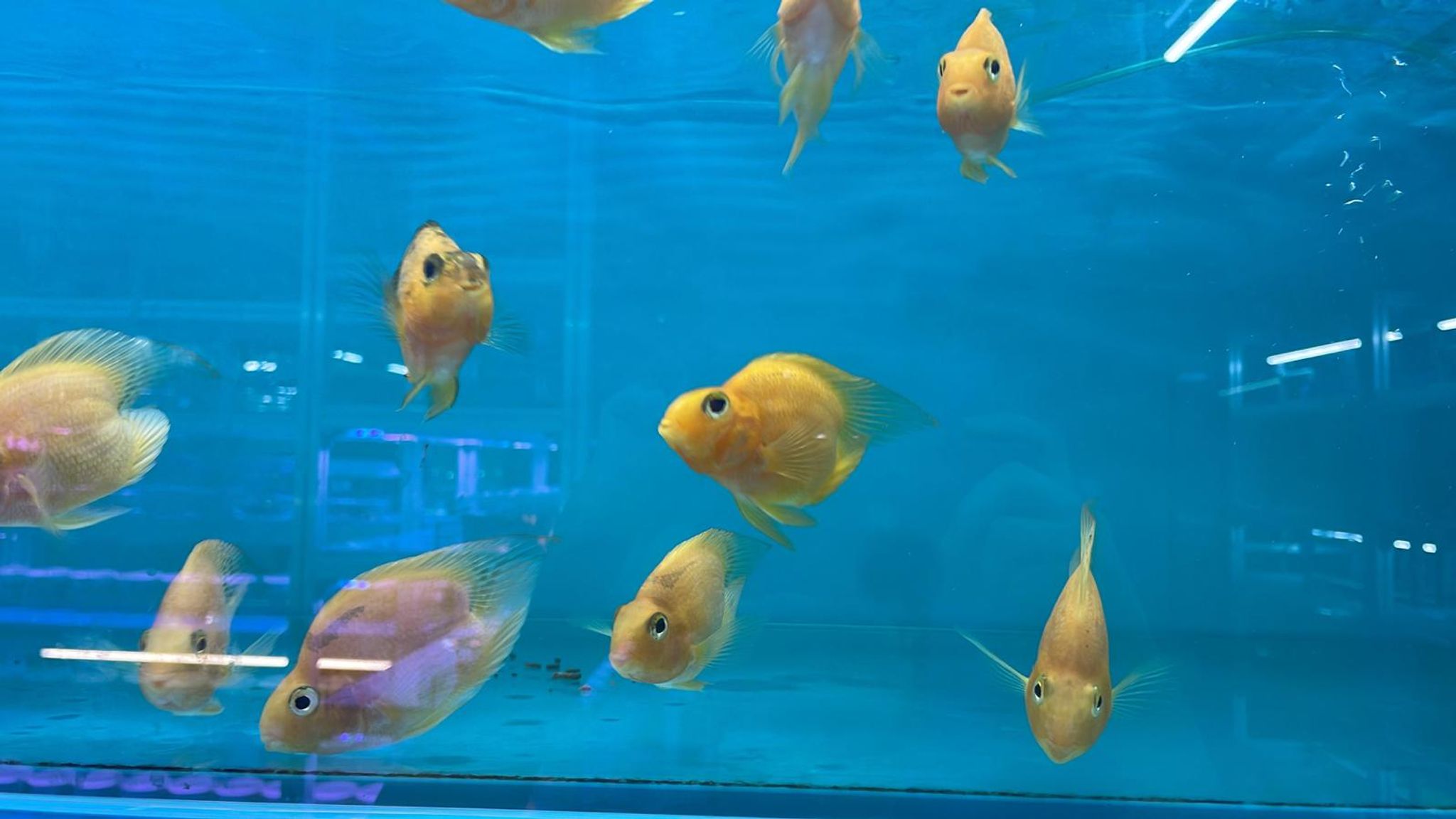 Yellow heart shape blood parrot (CC2355)