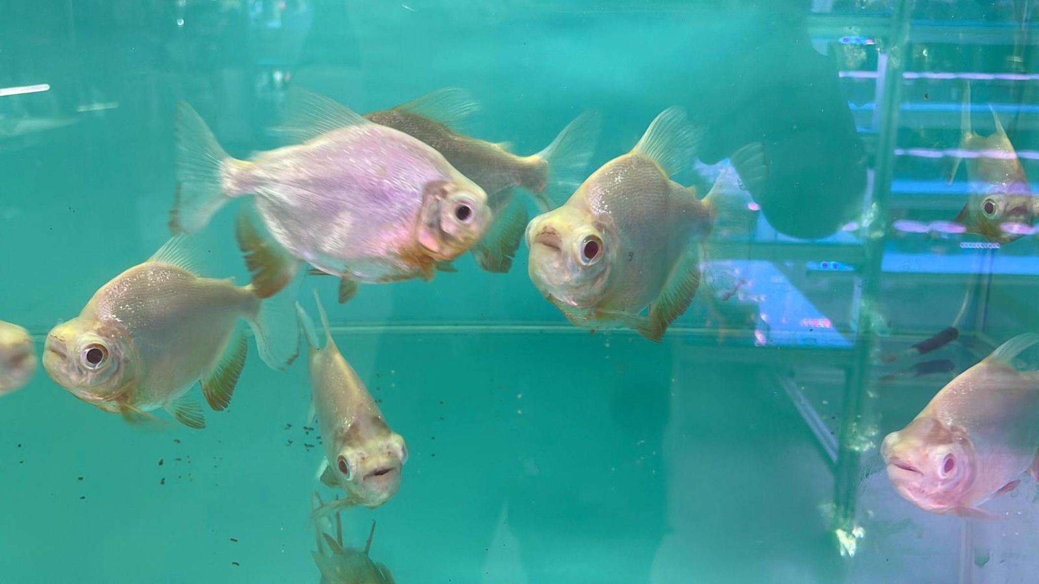 Balloon Albino Pacu(OO7282)