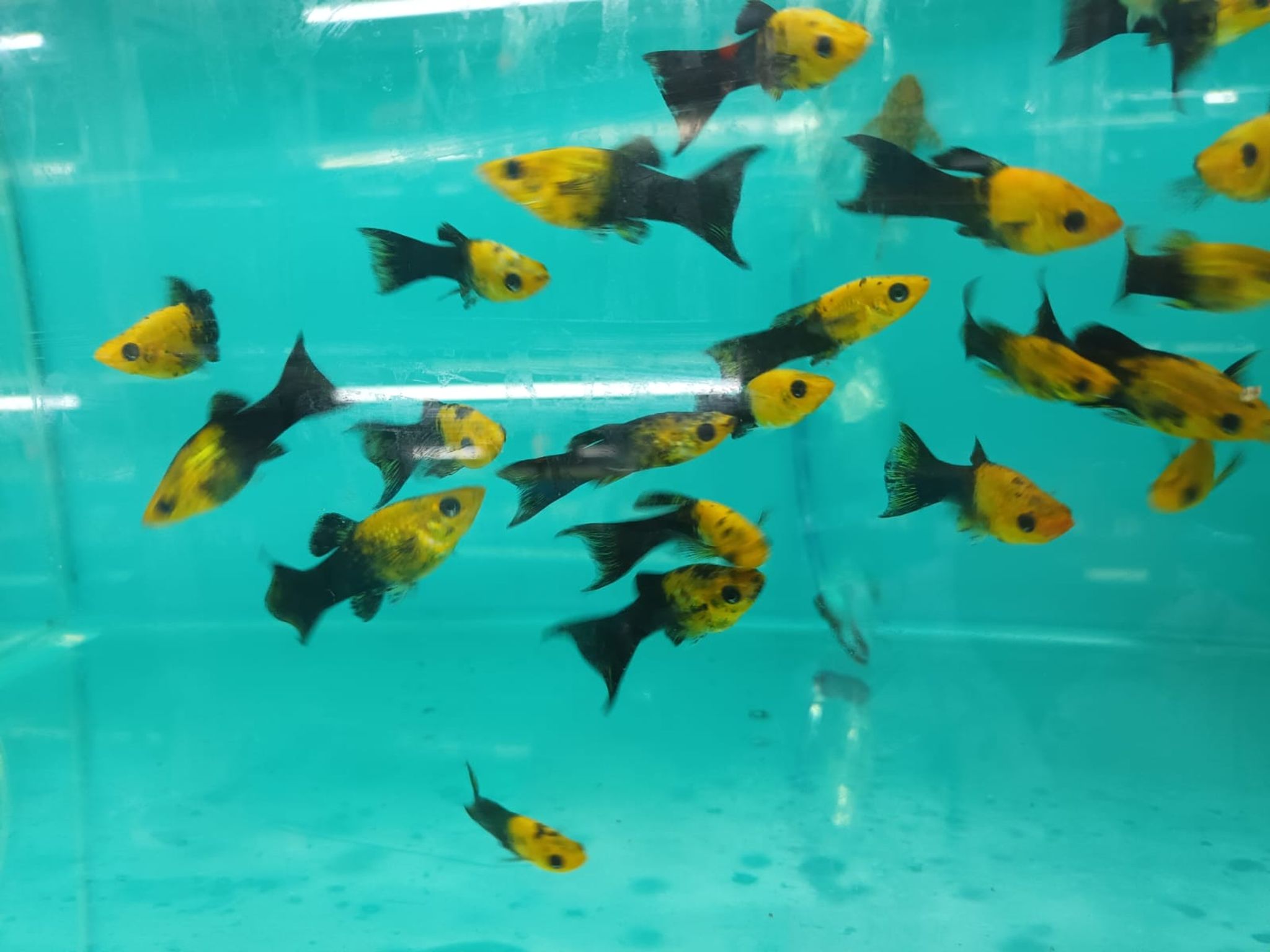 MM-0972 Poecilia Shenops Lyretail