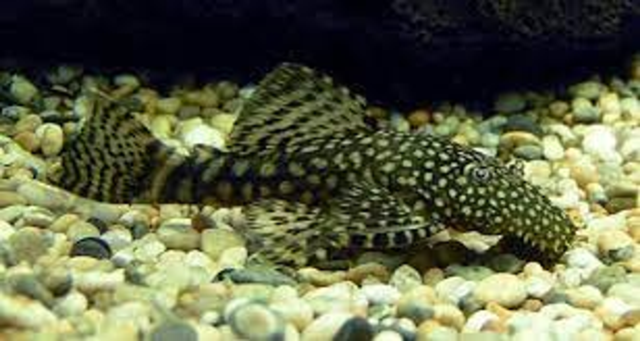 Ancistrus cihorrus pleco