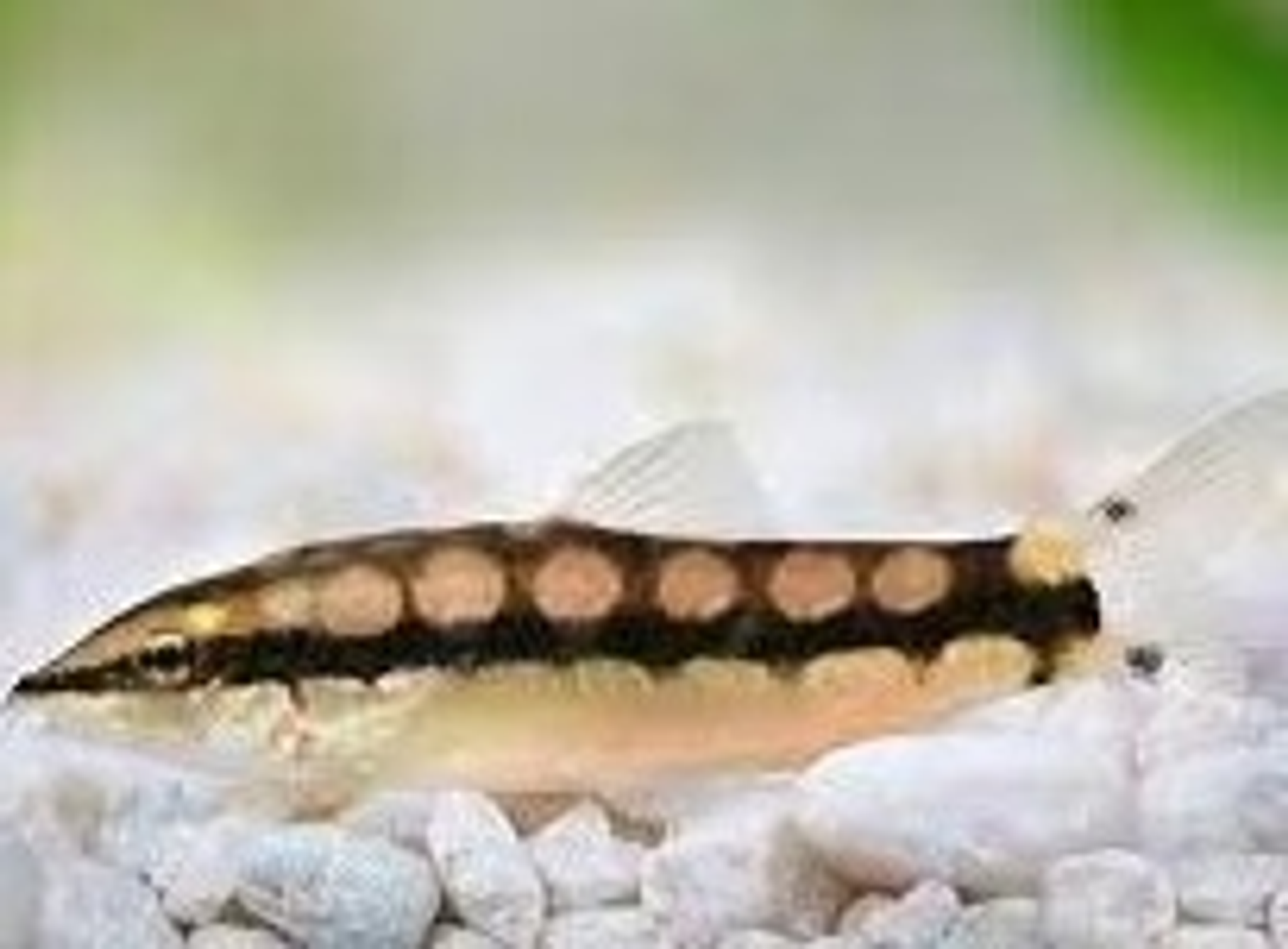 Botia Sidthimunki 3cm