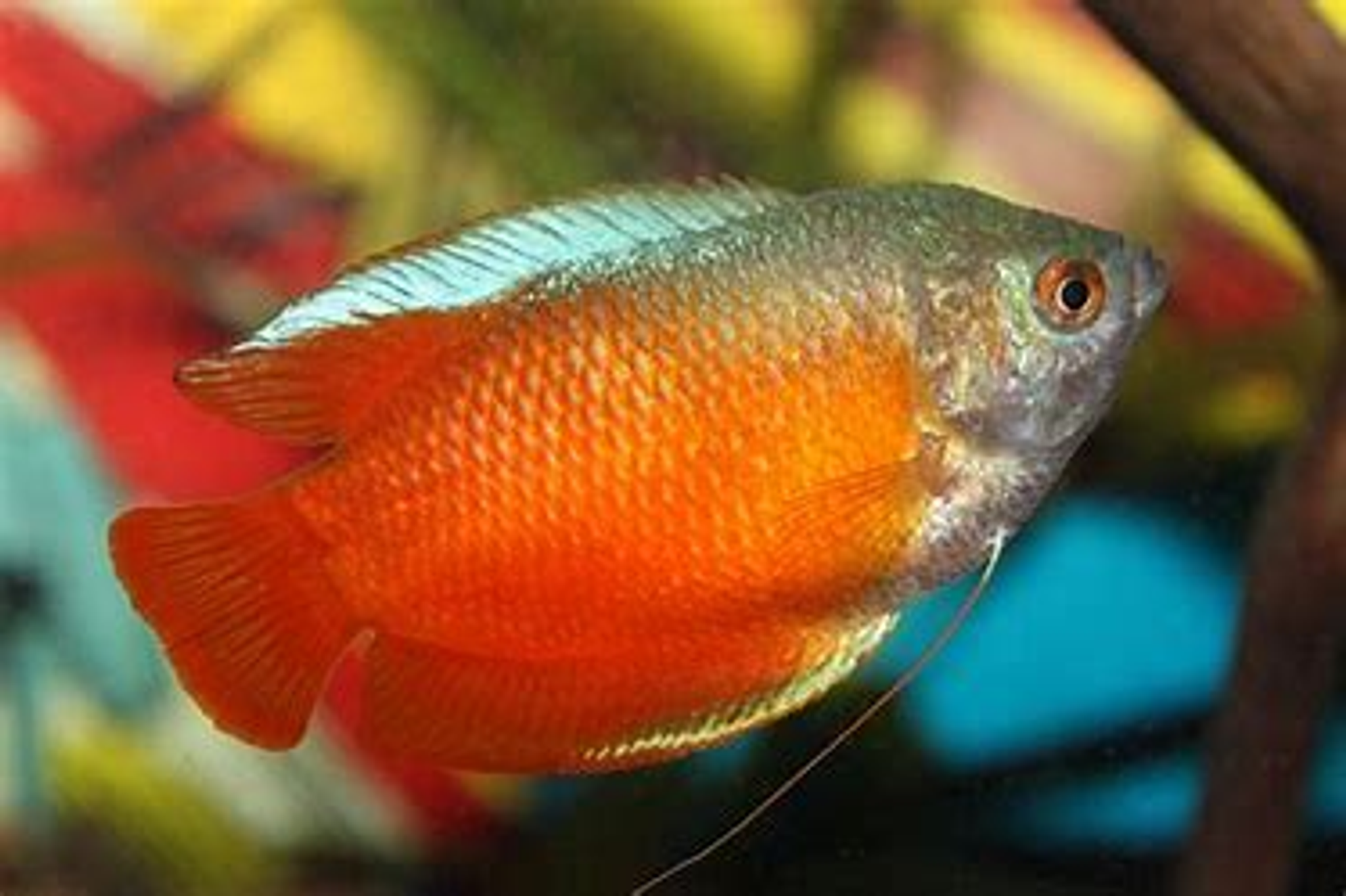 Blood Red Dwarf Gourami 3cm