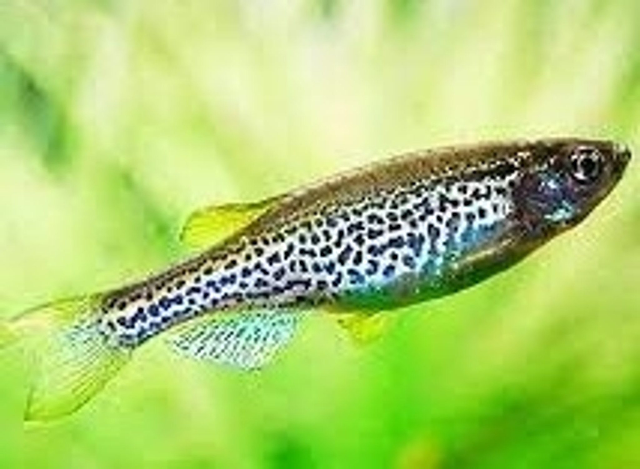 Leopard Danio 2.5cm