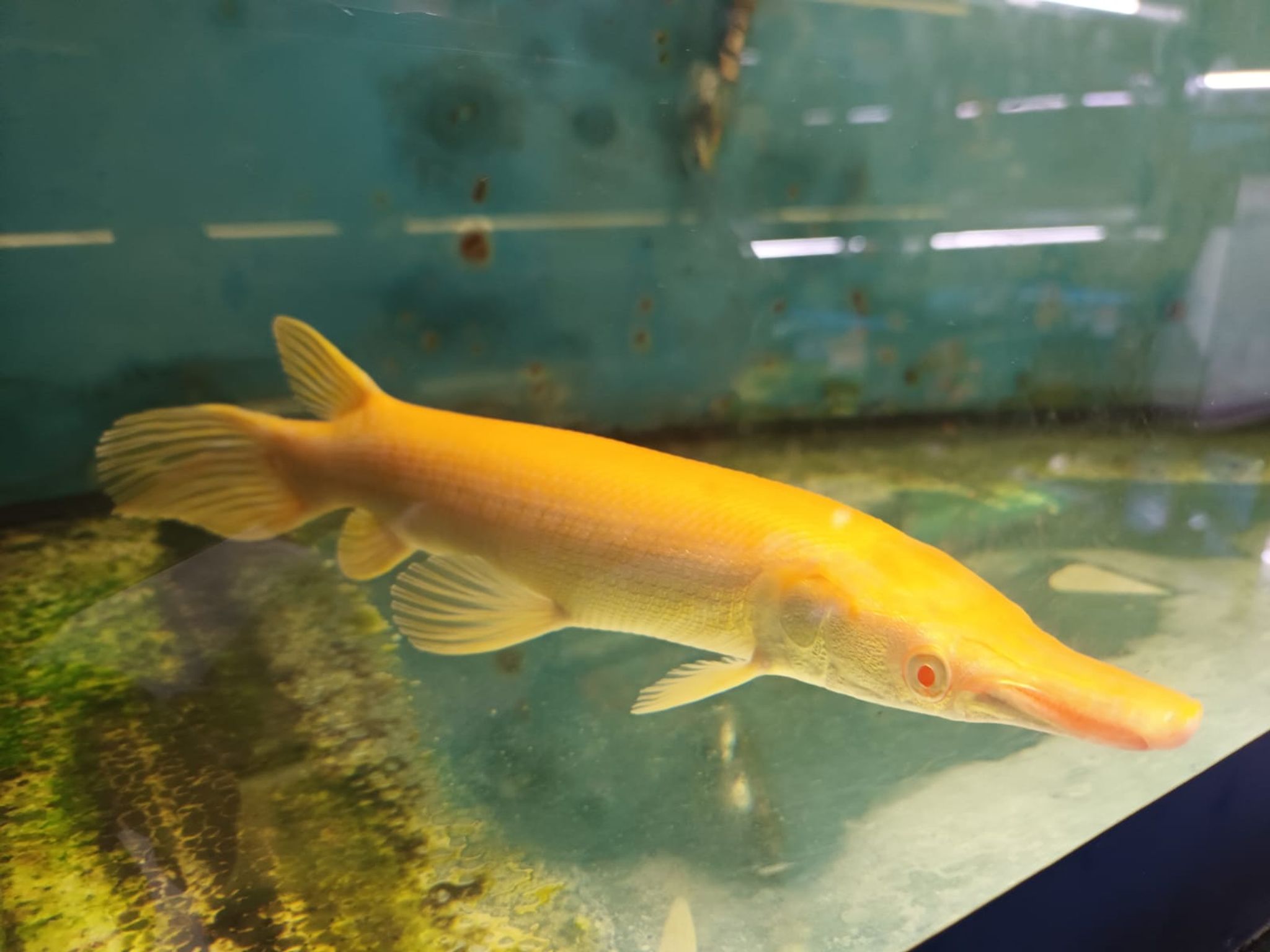 SF-0026 albino gar