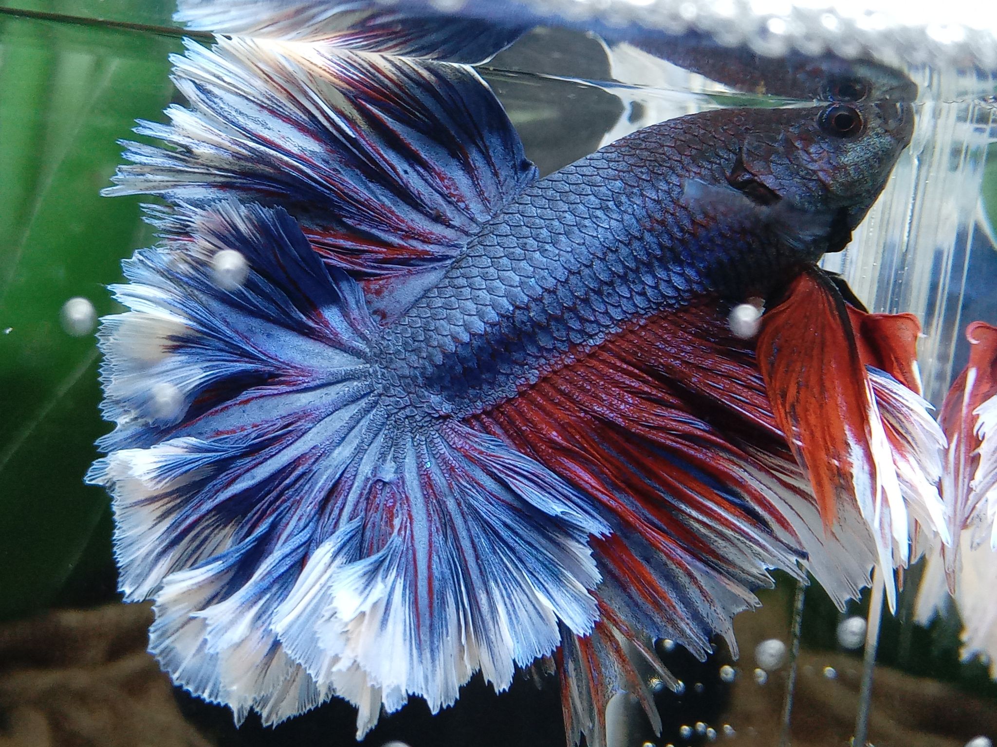 Rosetail Feathertail Halfmoon Betta