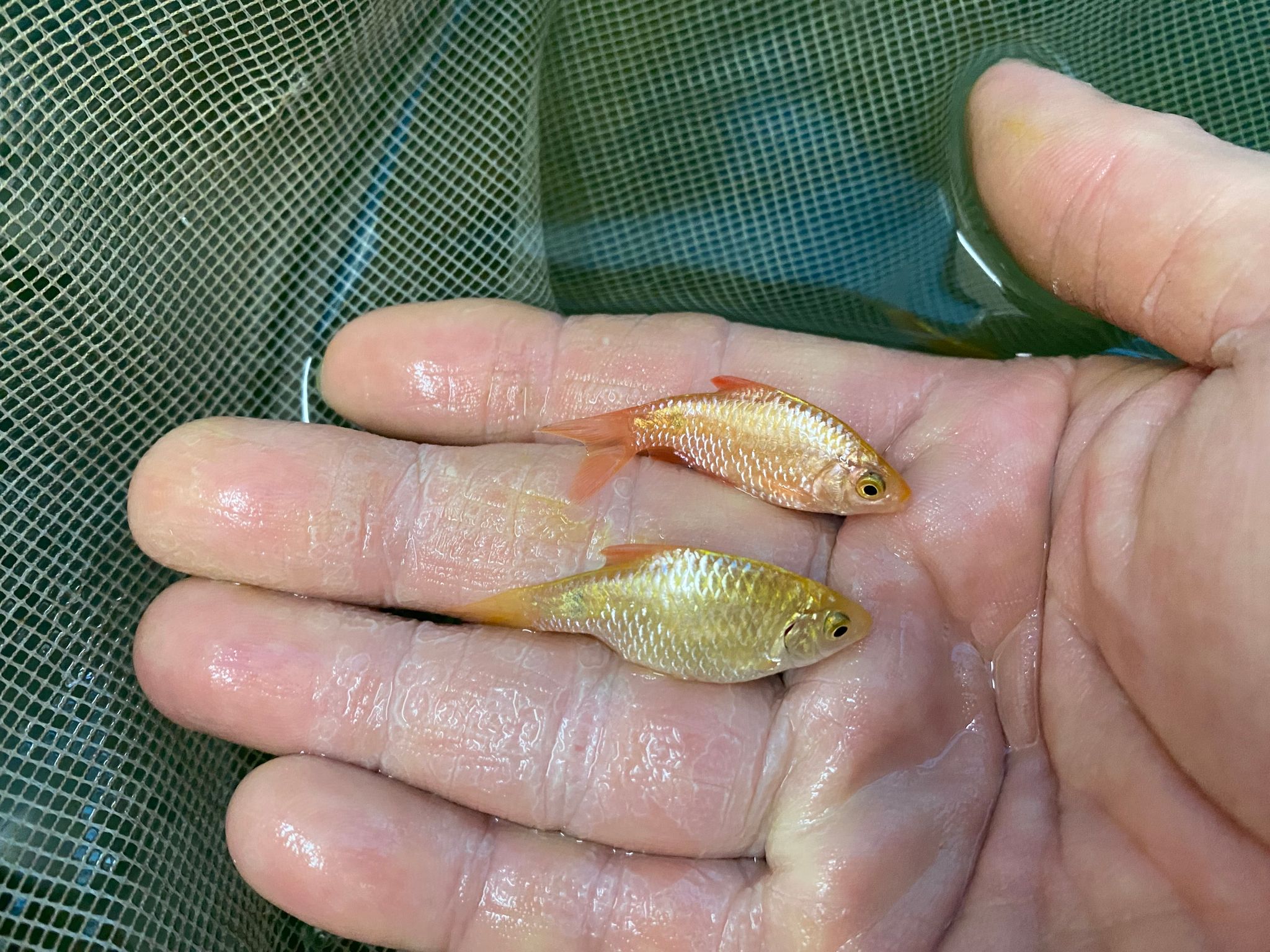 Rosy Barb live feeders