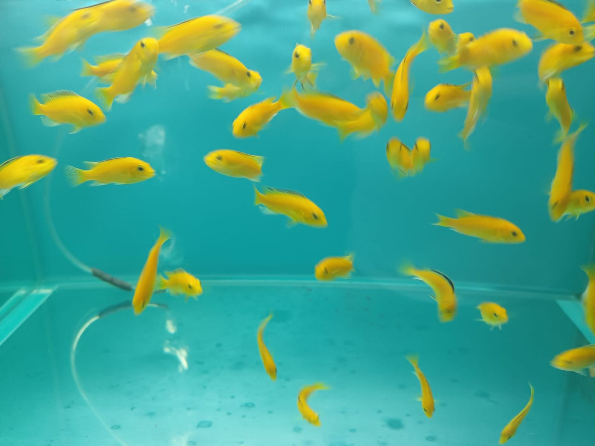 CC-4422 Yellow Lemon Lab Cichlid
