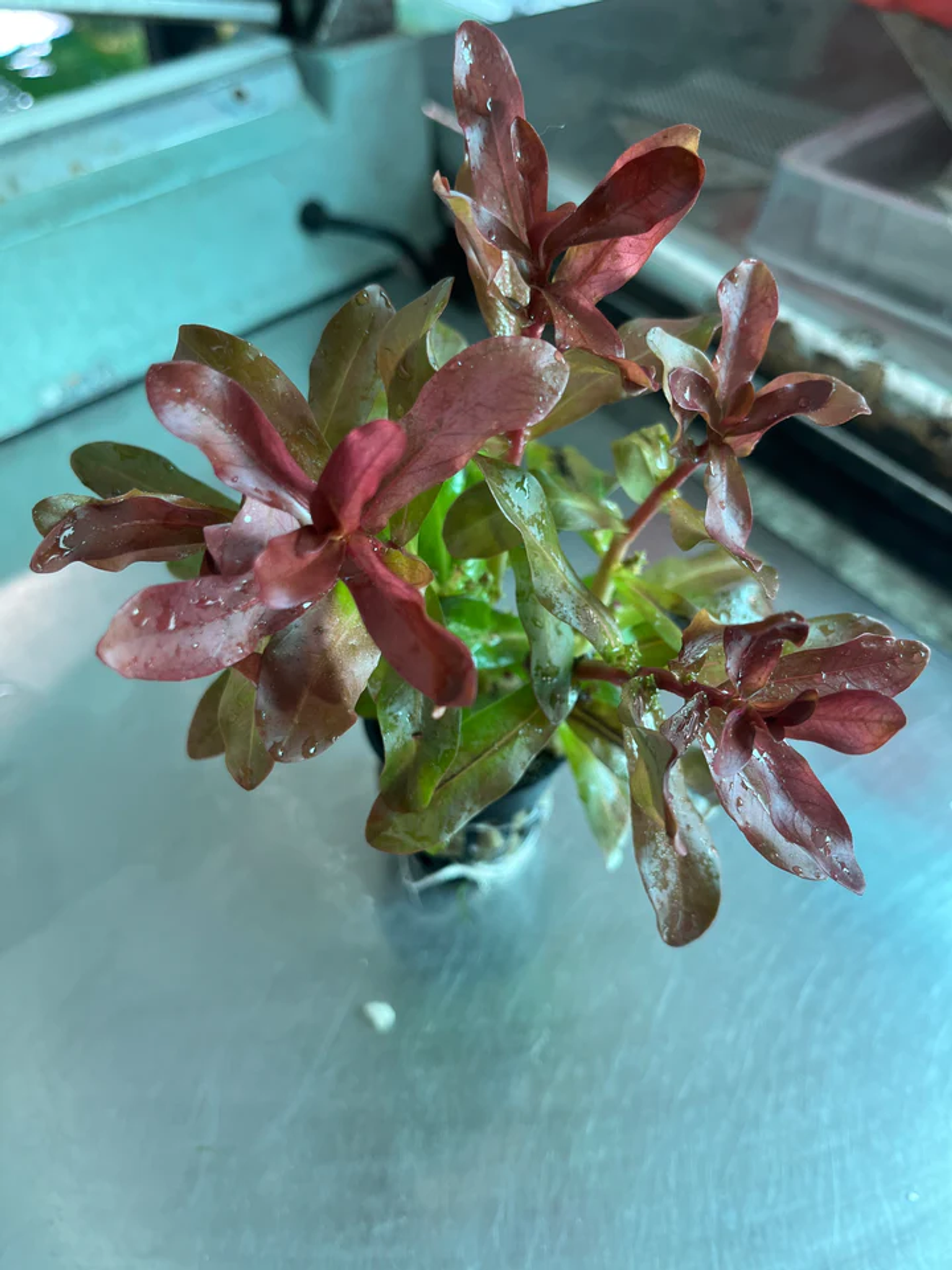 Ammannia Senegalensis