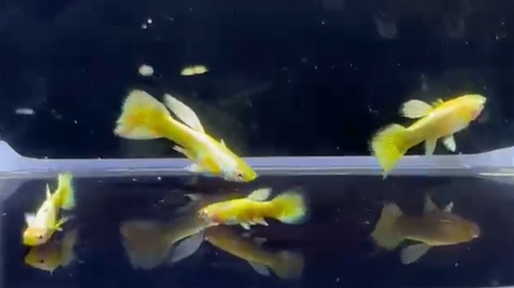 Full Gold guppy