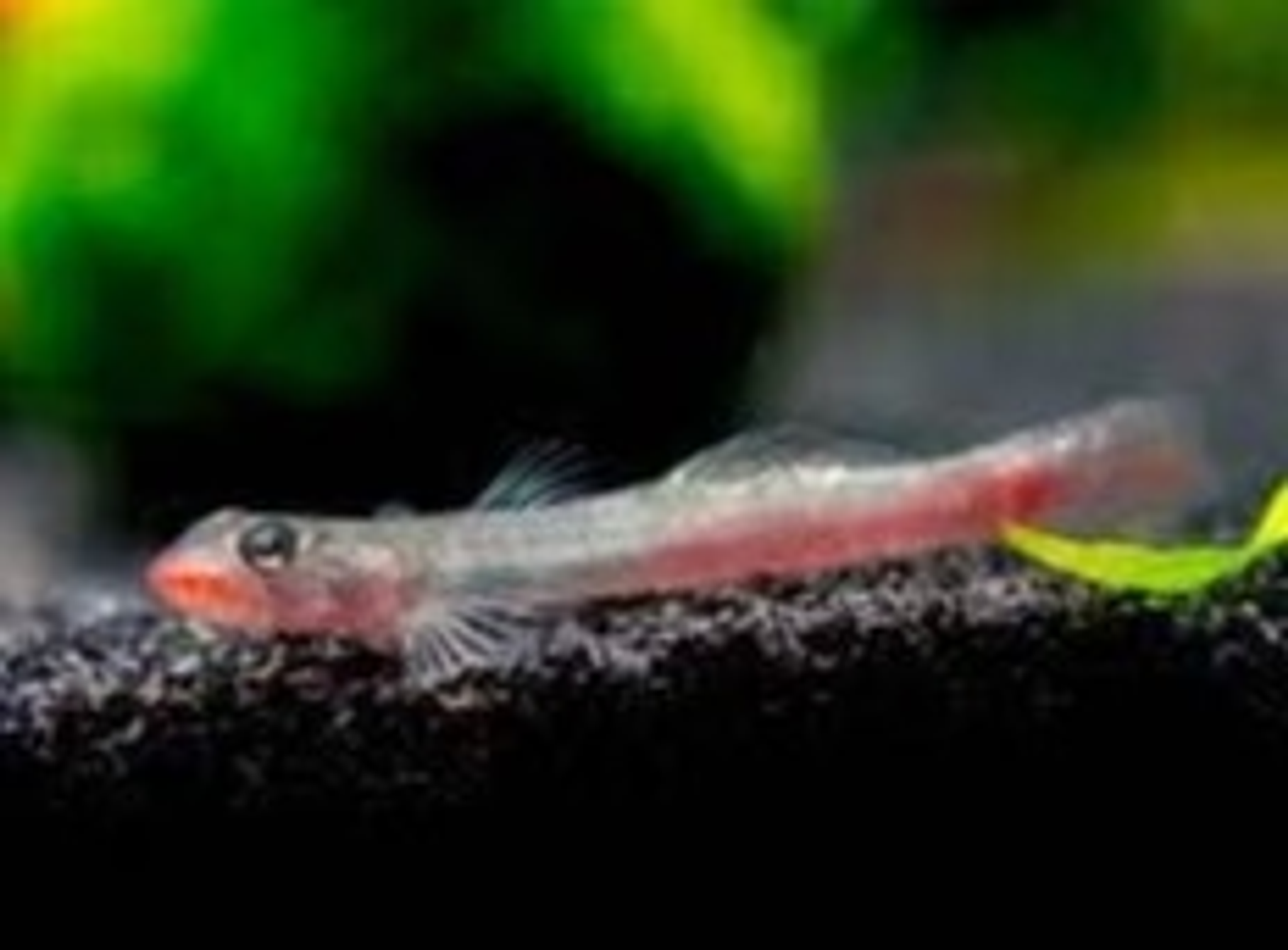 Red Lipstick Goby 3cm