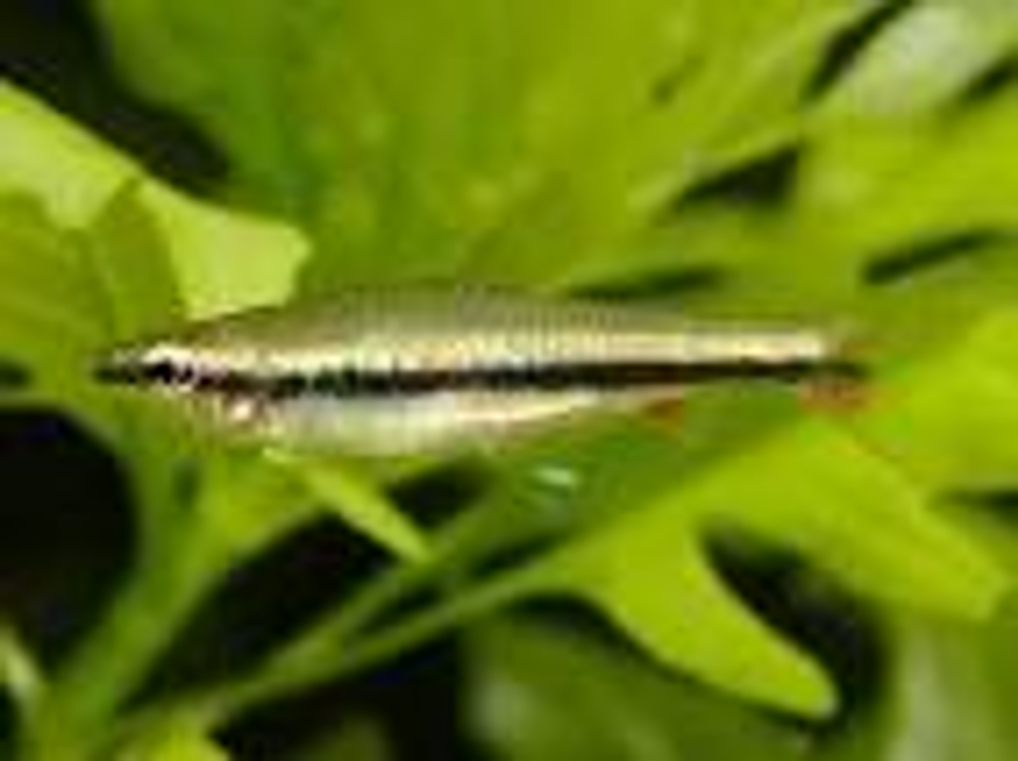 Golden pencilfish 2.5cm