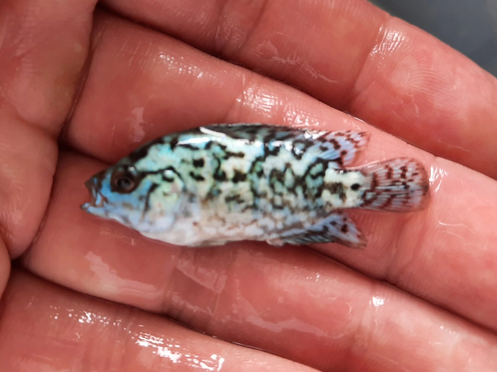Electric blue dempsey 5cm