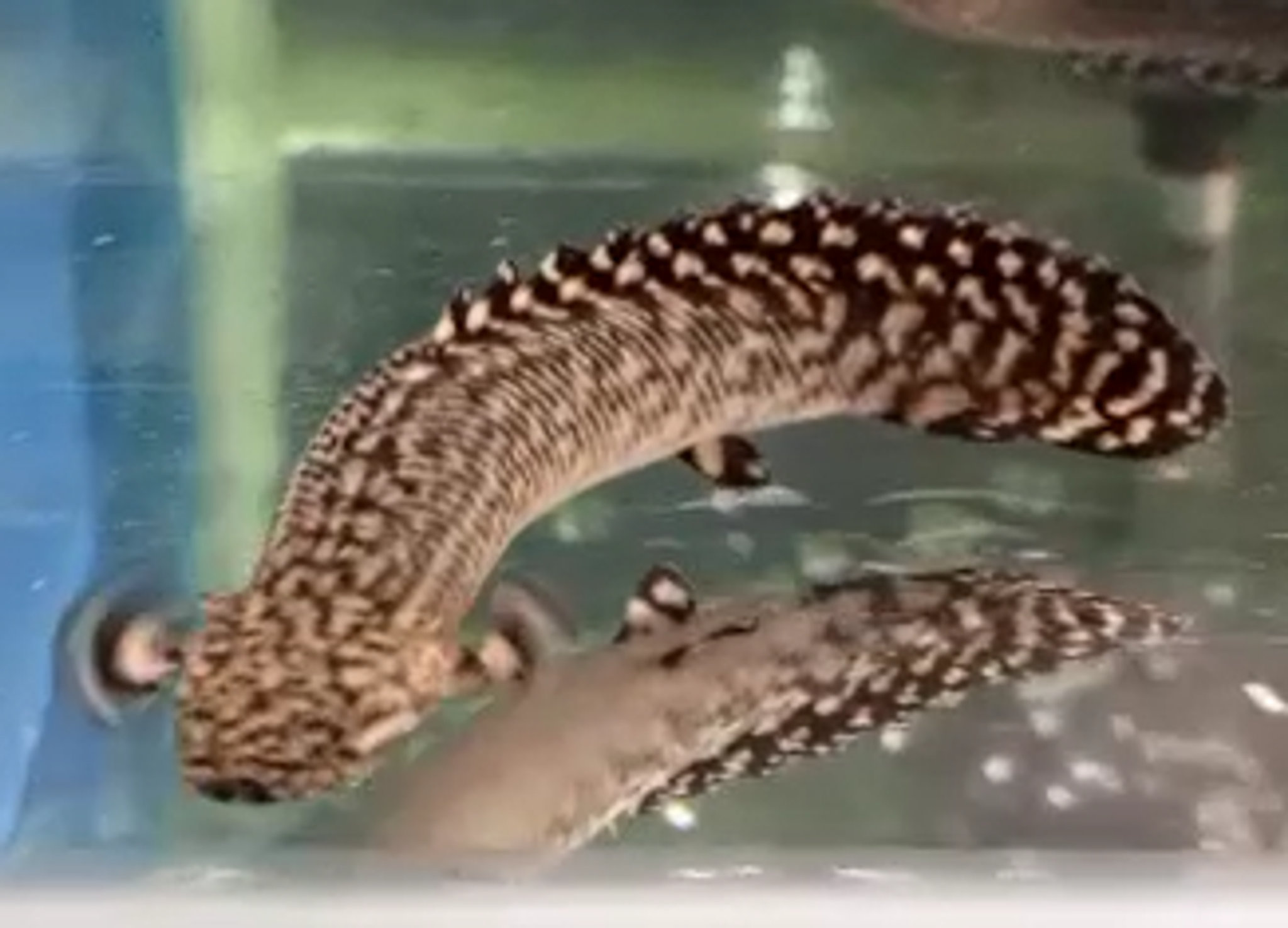 Bichir Ornate