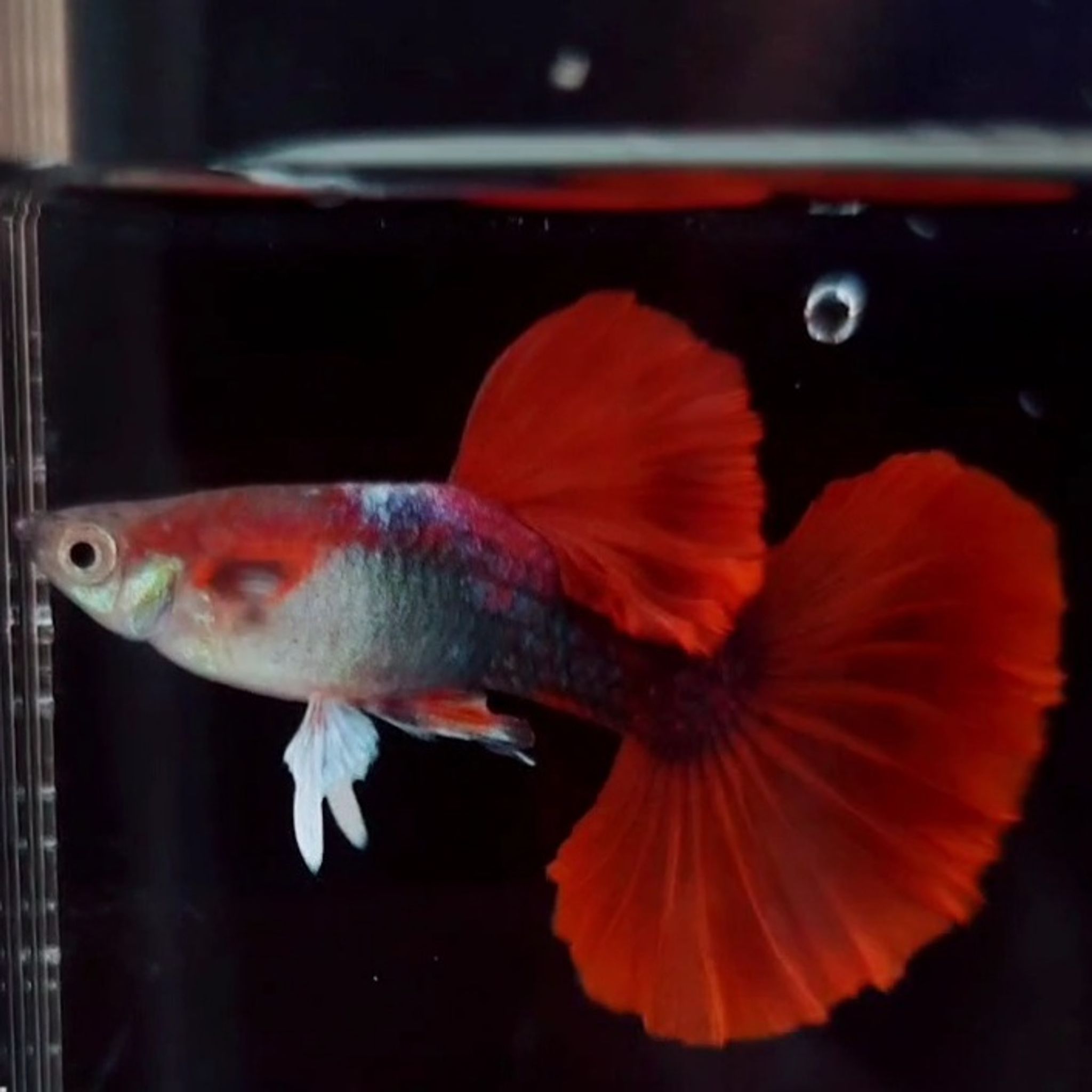 Guppy Tuxedo Red Rosetail