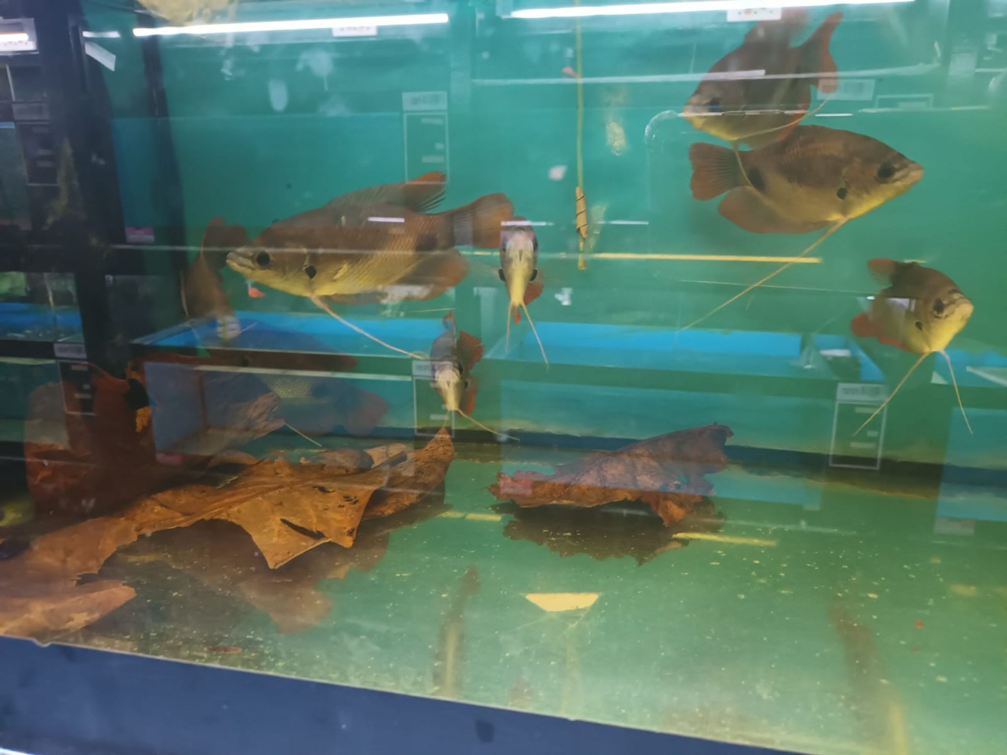 red giant gourami (GR-0511)
