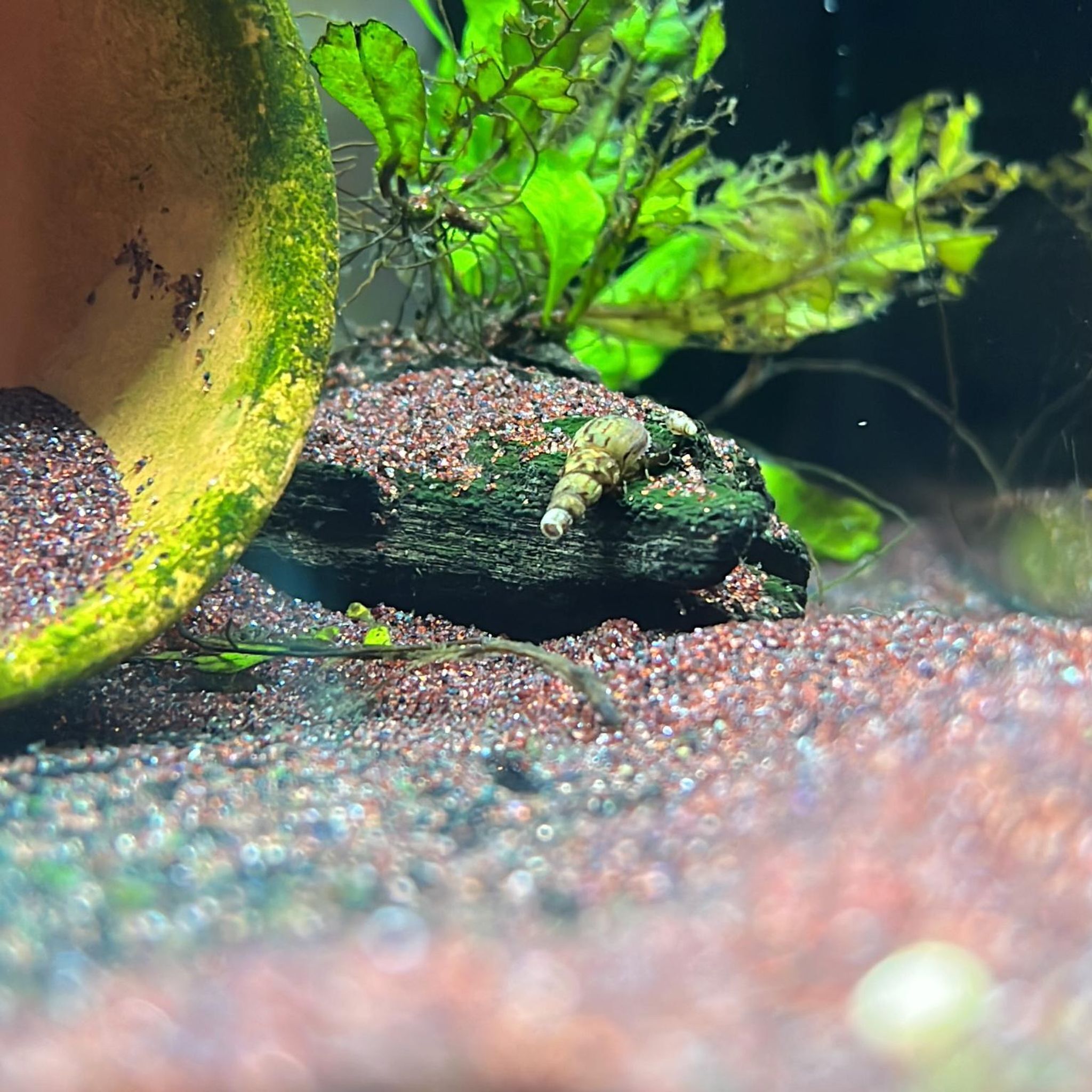 Malaysian Trumpet Snail Care Guide: Setup, Feeding, Water Parameters and Breeding